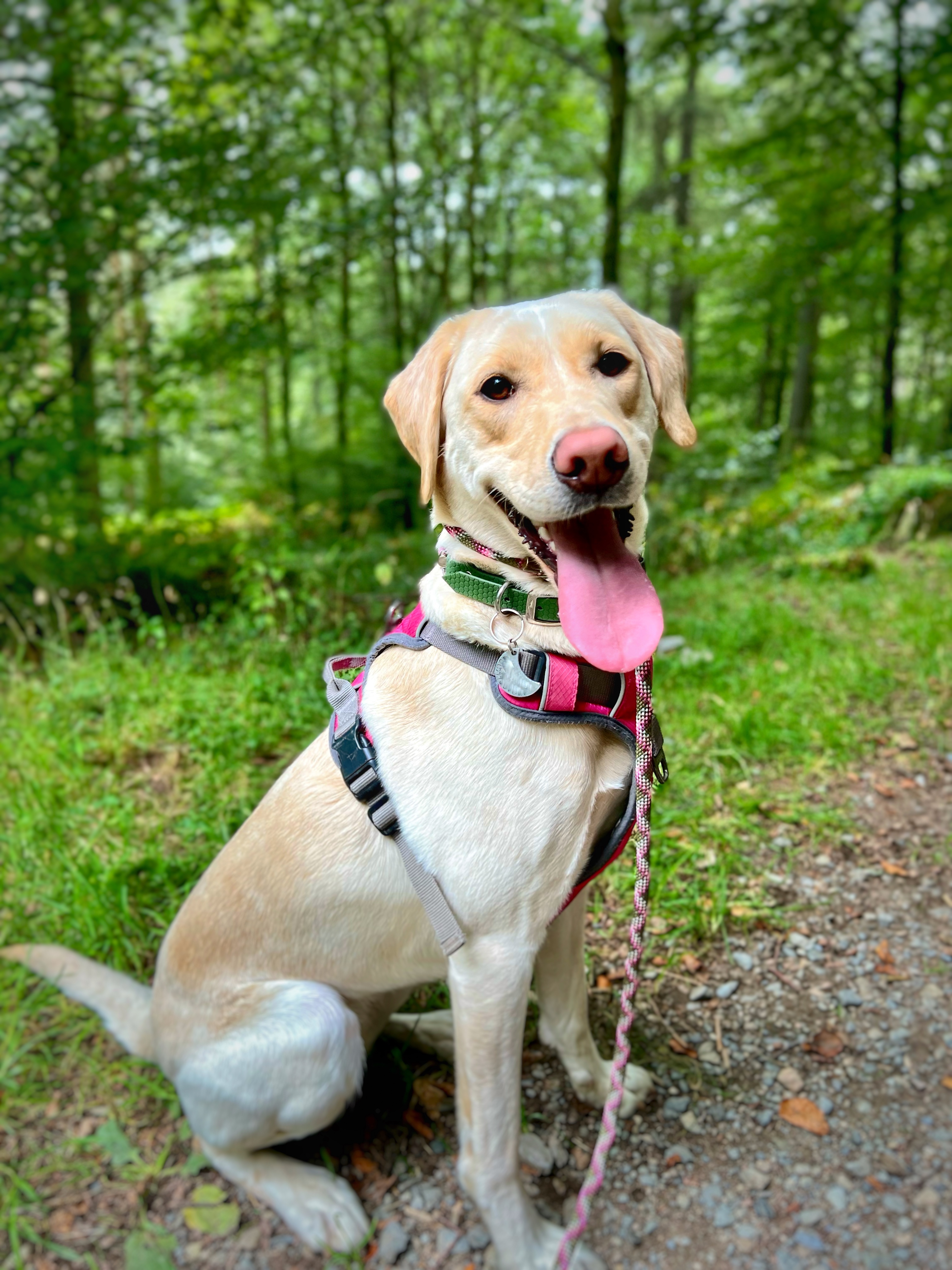 Nova