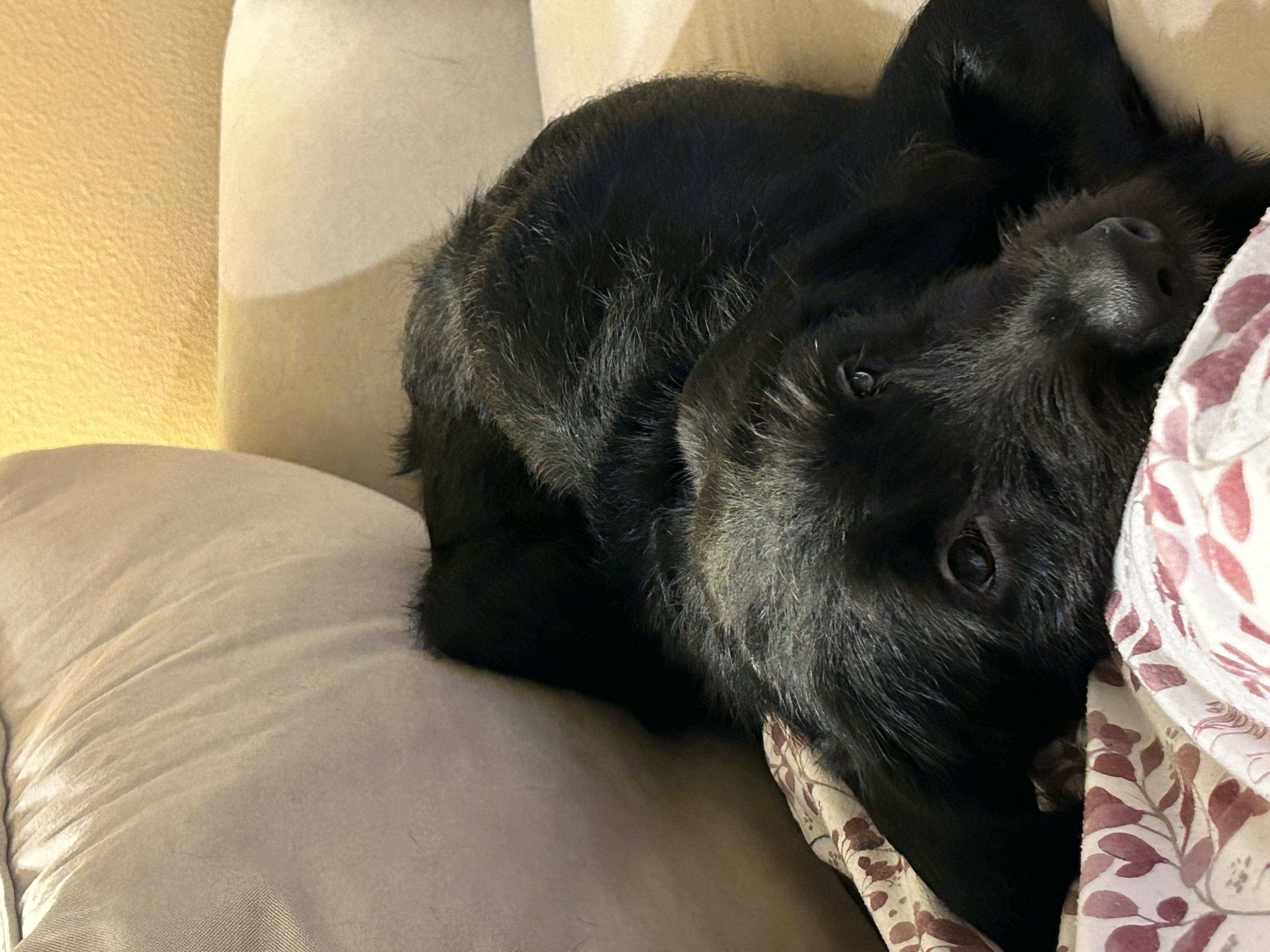 Ellie