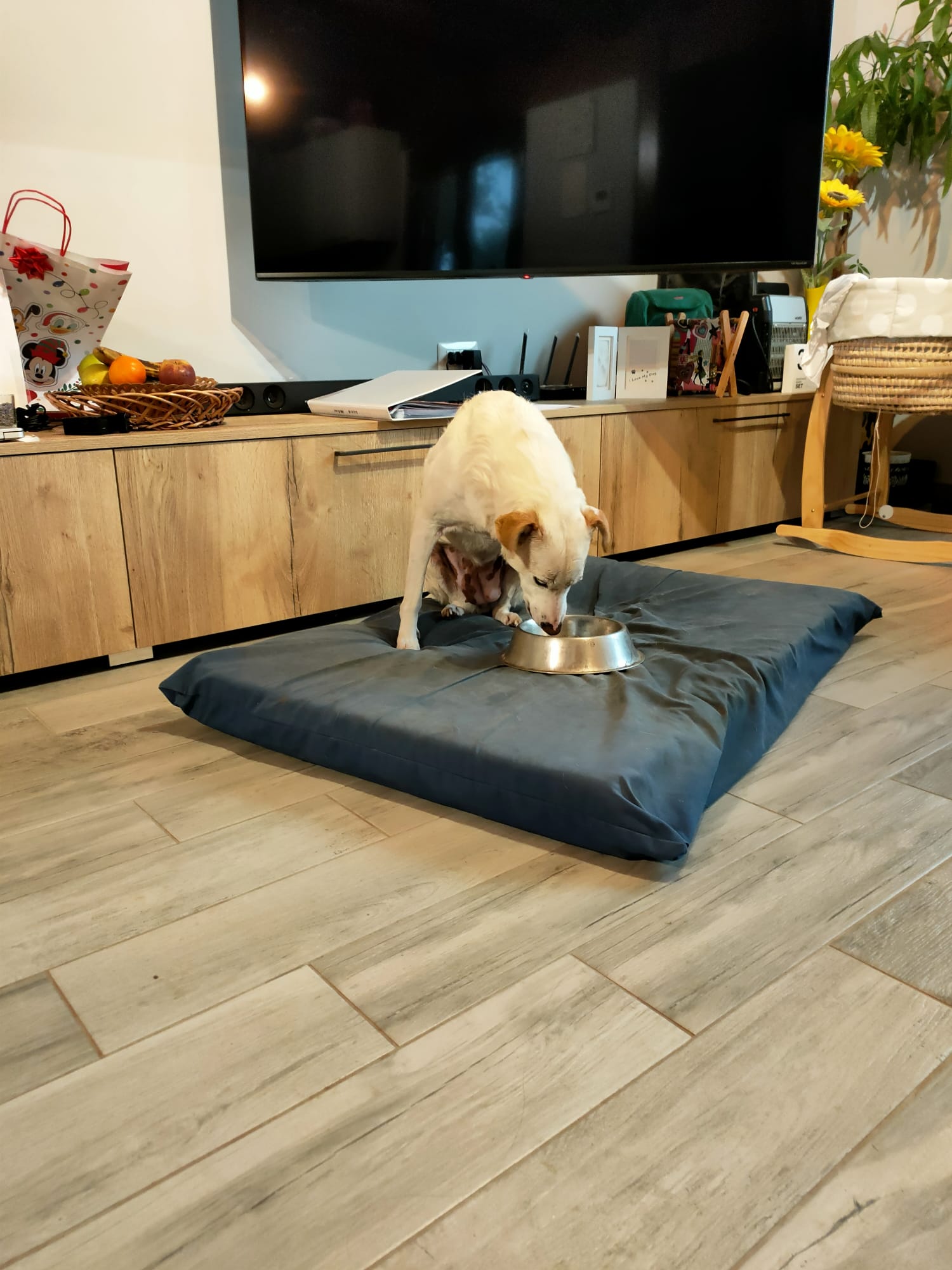 Silvia e Le zampe di fido