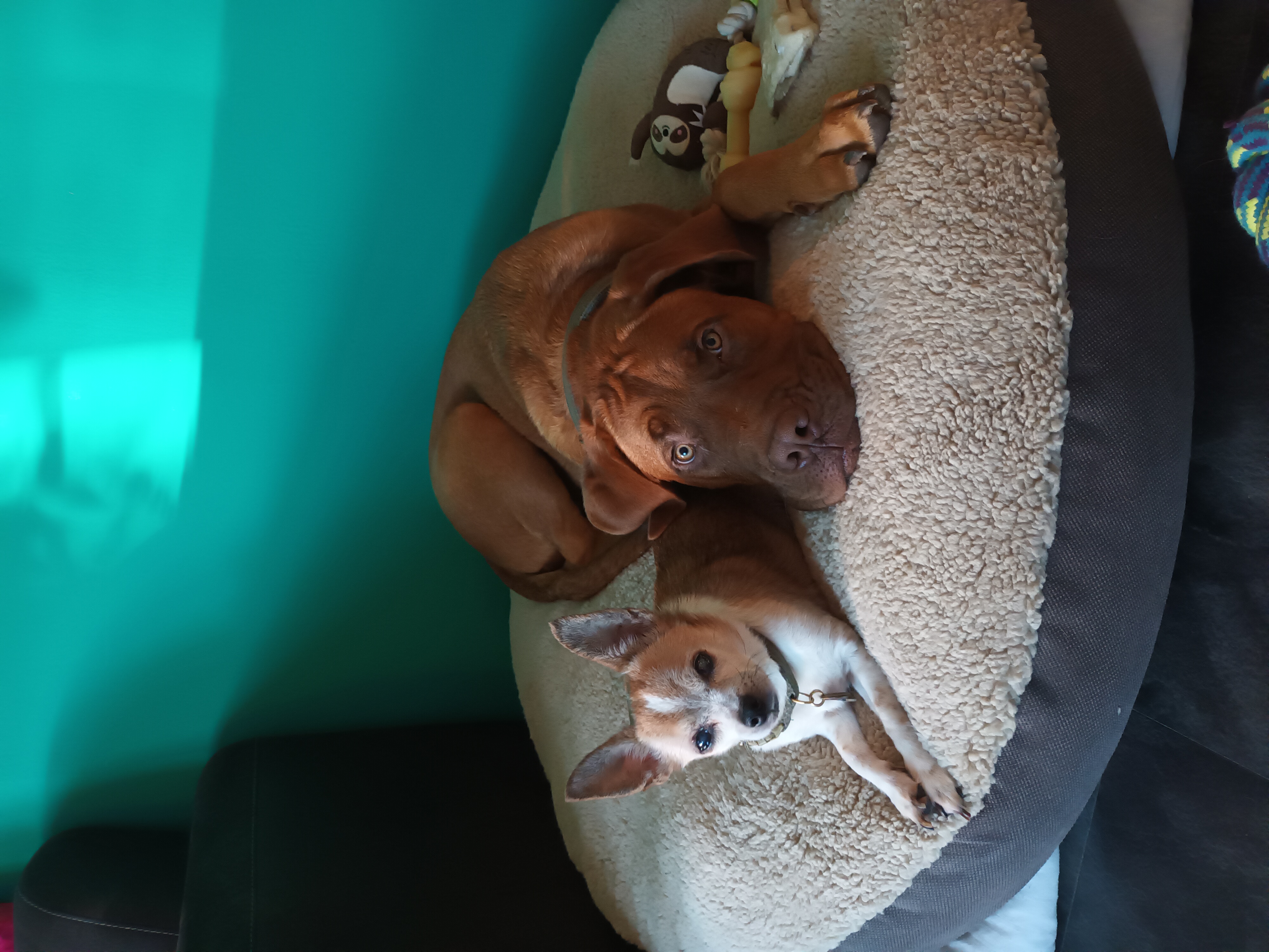 Spikey, The dutchess, Muis