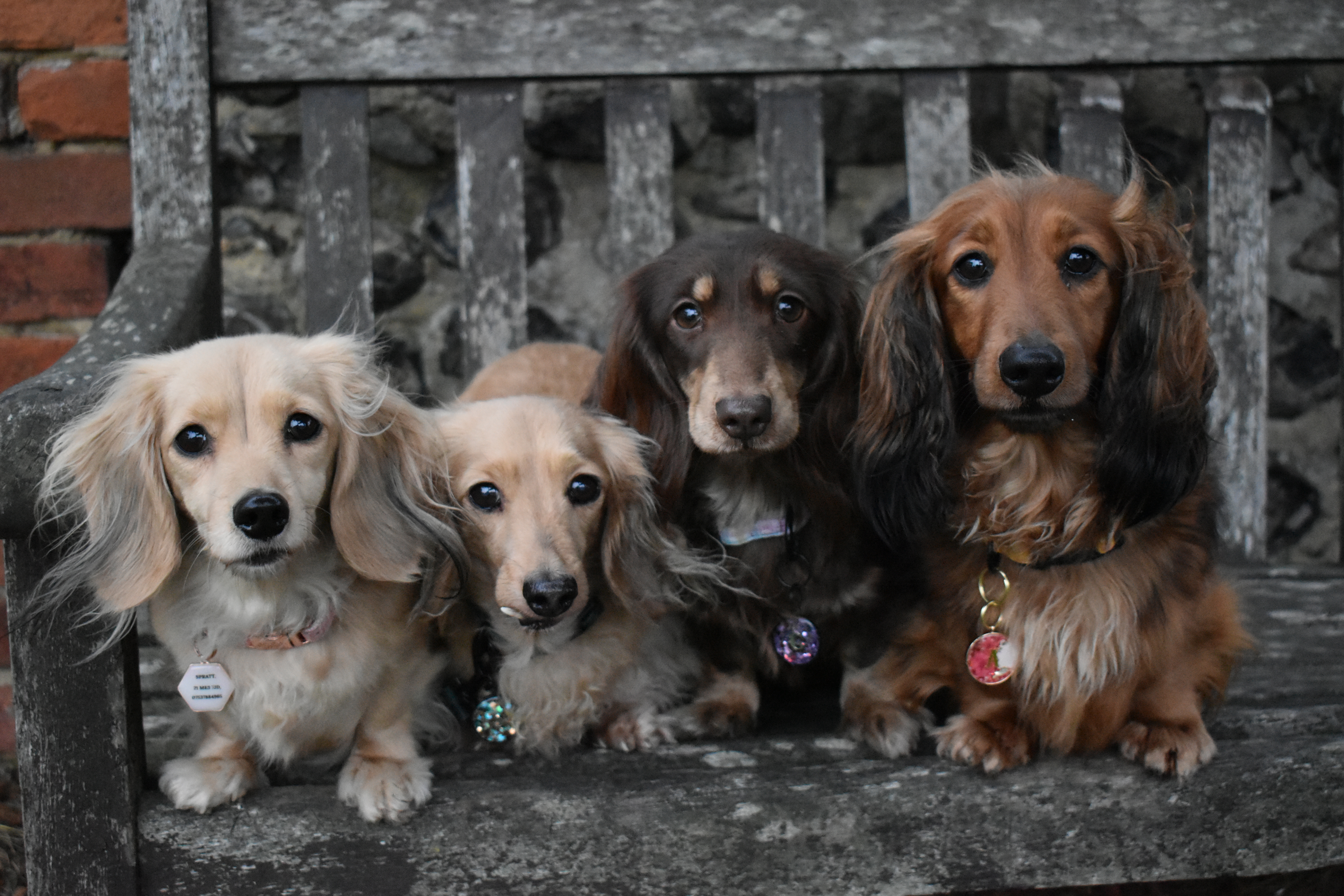 Cookie, Hattie, Slinky, Annie