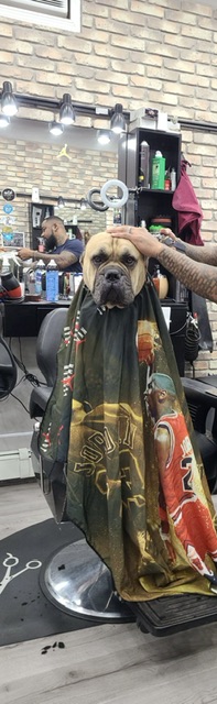 King Brutus Almighty