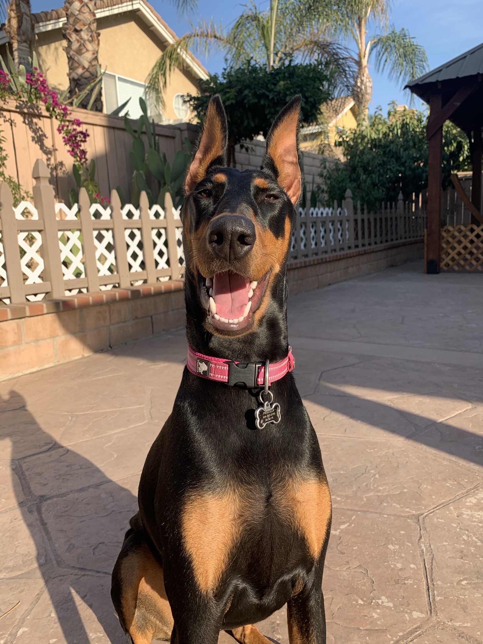 Nova