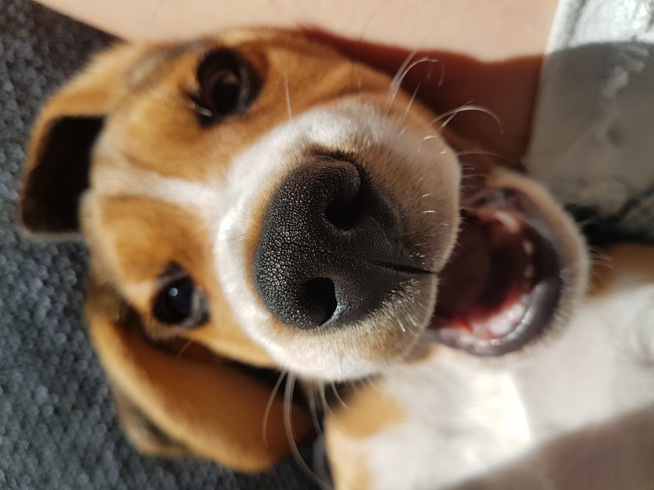 Gappie