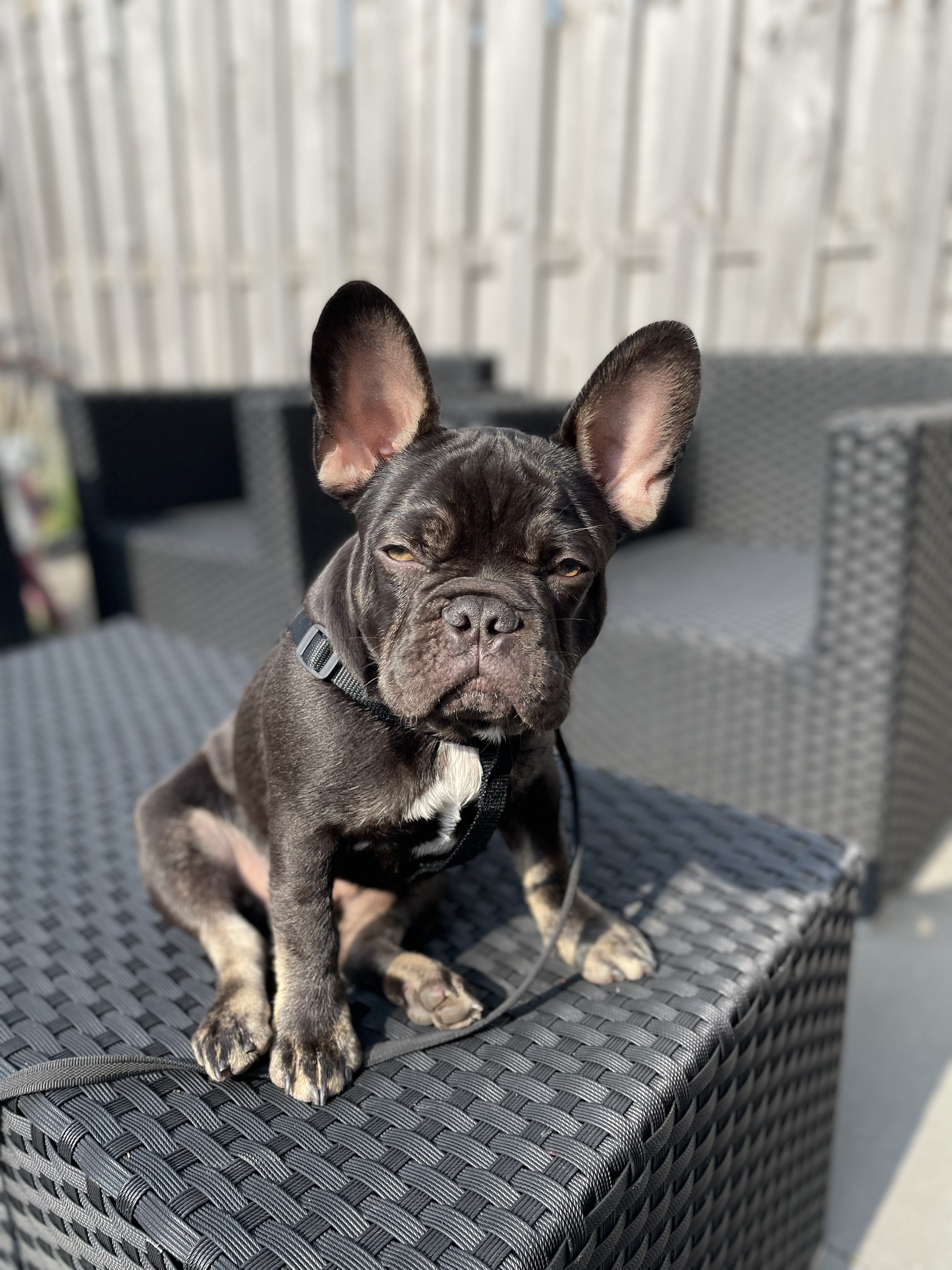 Mylo