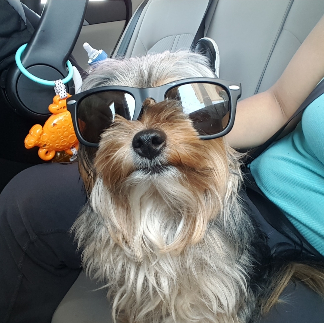 Ozzy