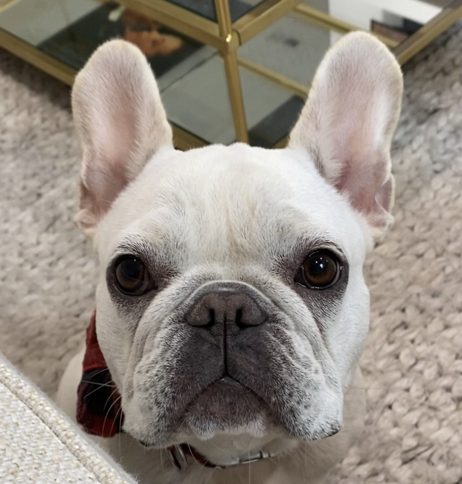 Obi