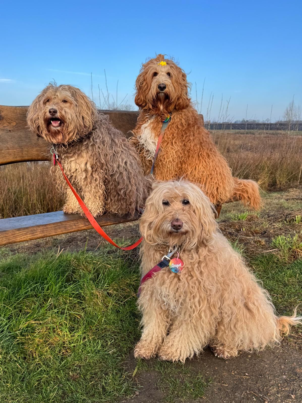 Angel & Diva & Blaze