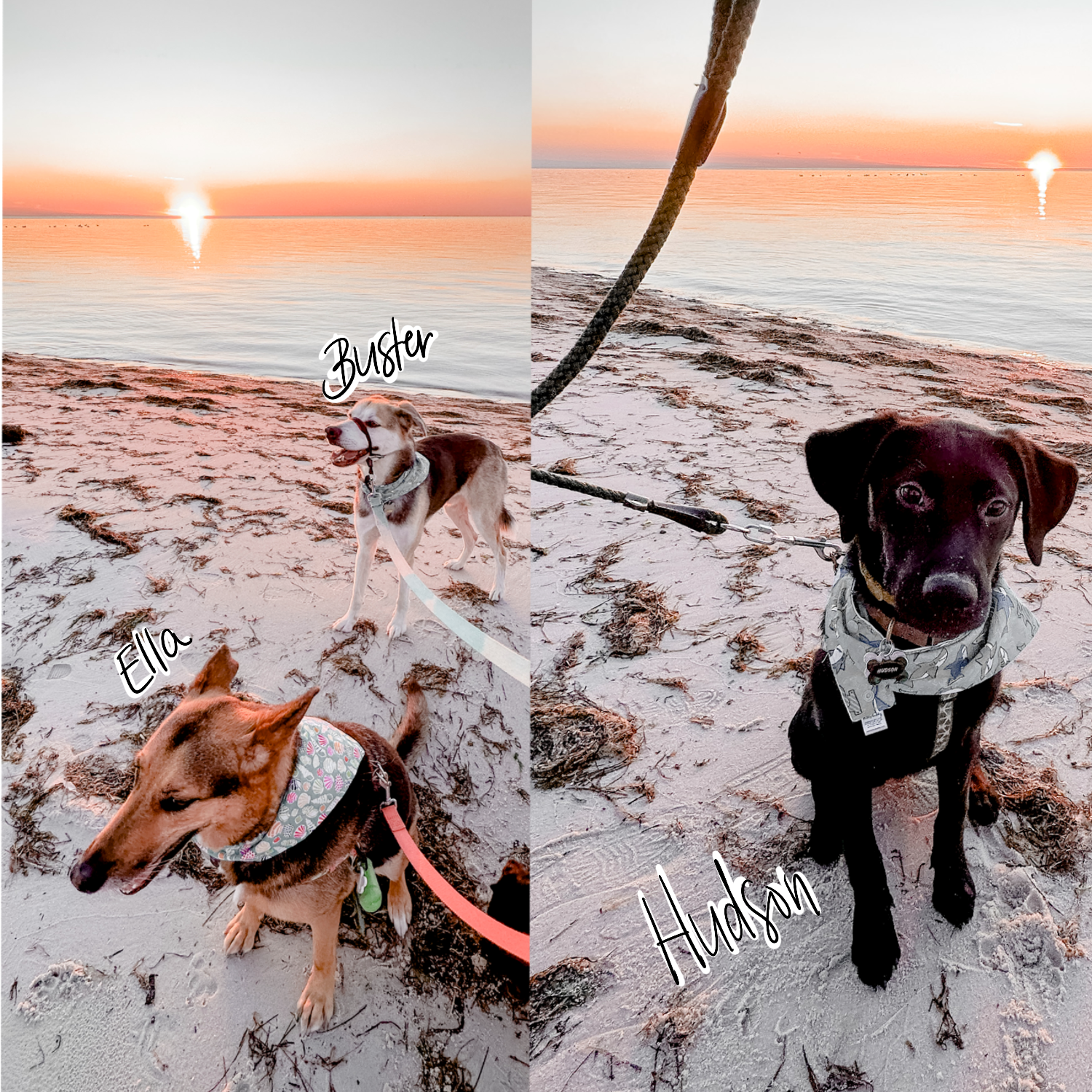 Buster, Ella, + Hudson