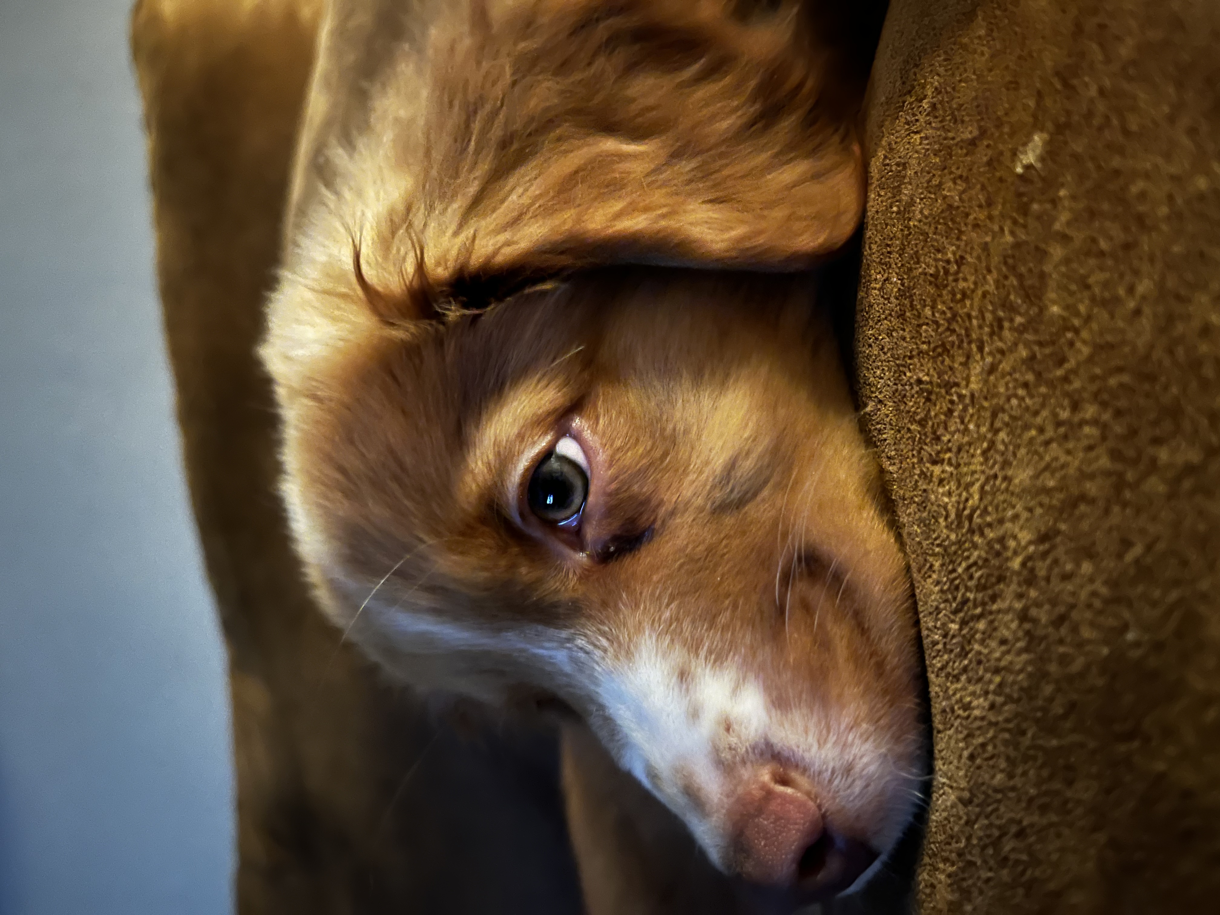 Brutus
