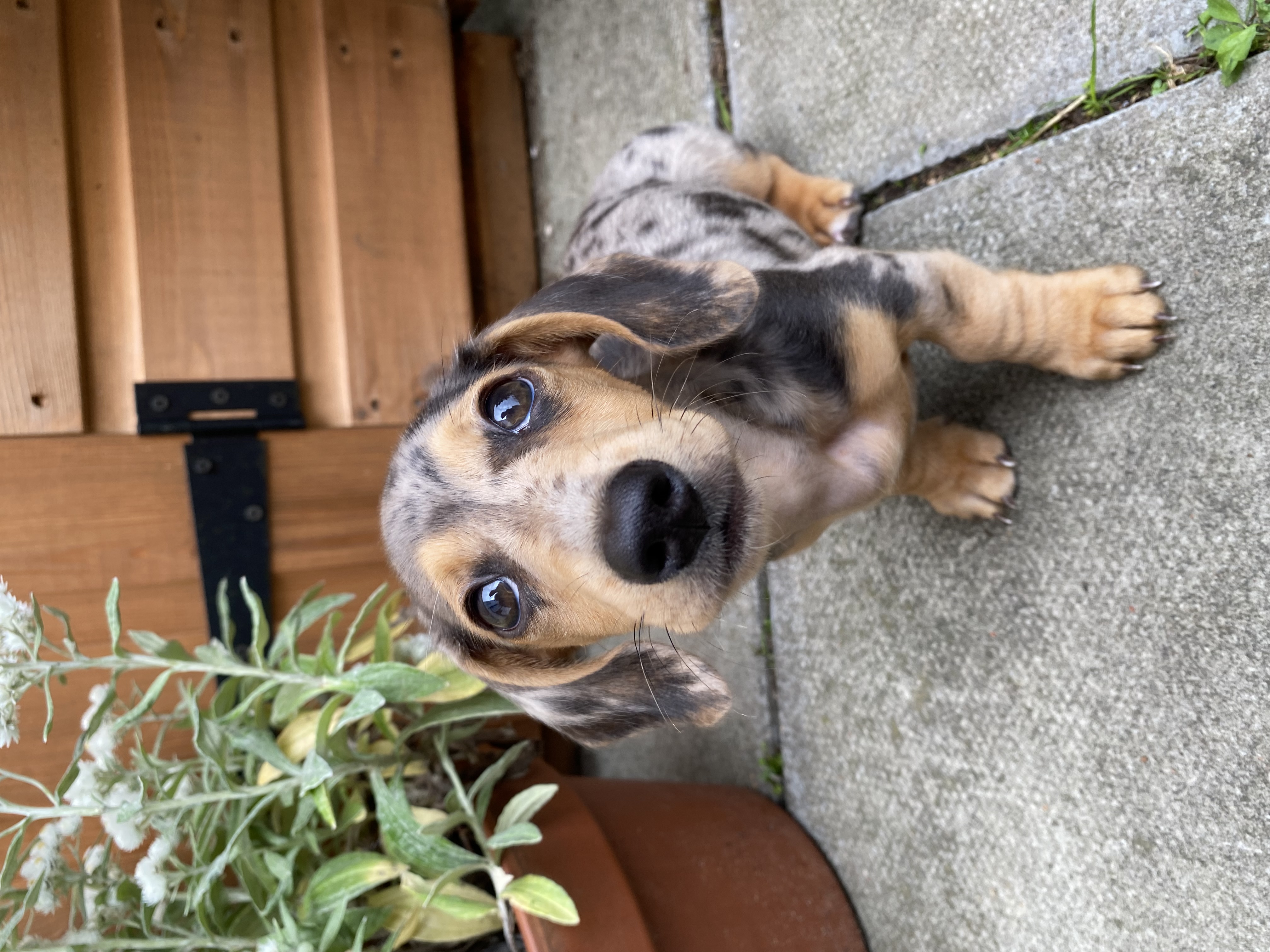 Dougal