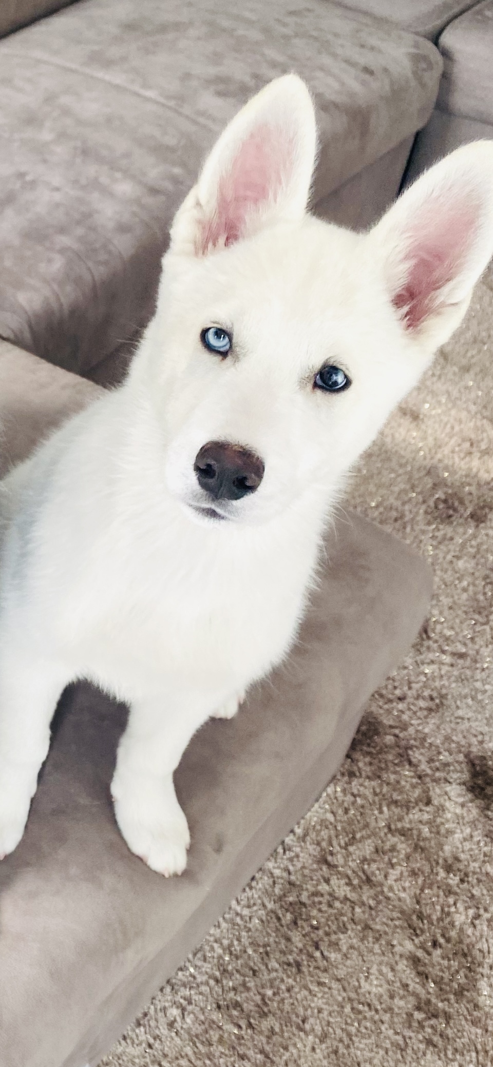 Tygo
