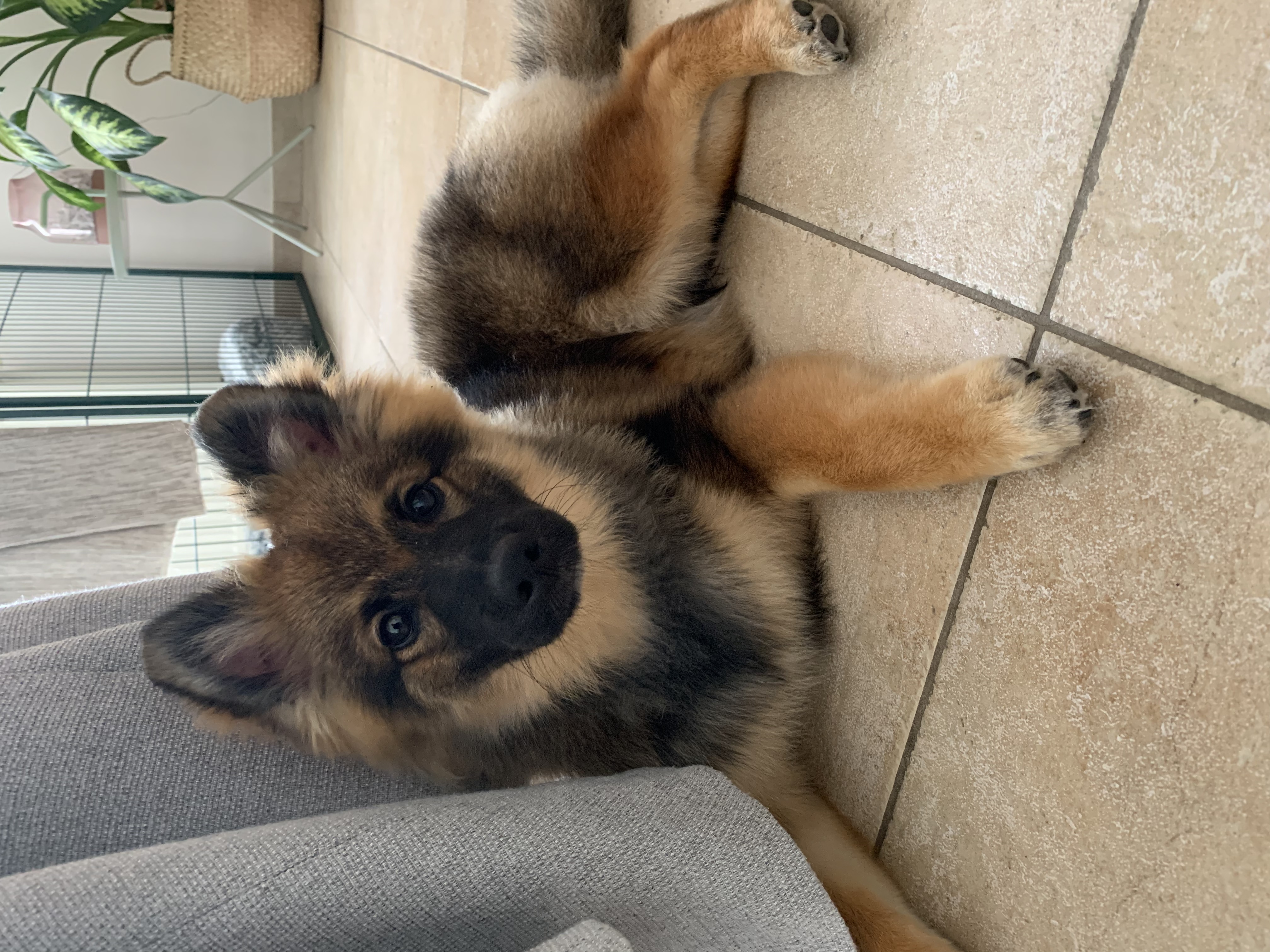 Oscar