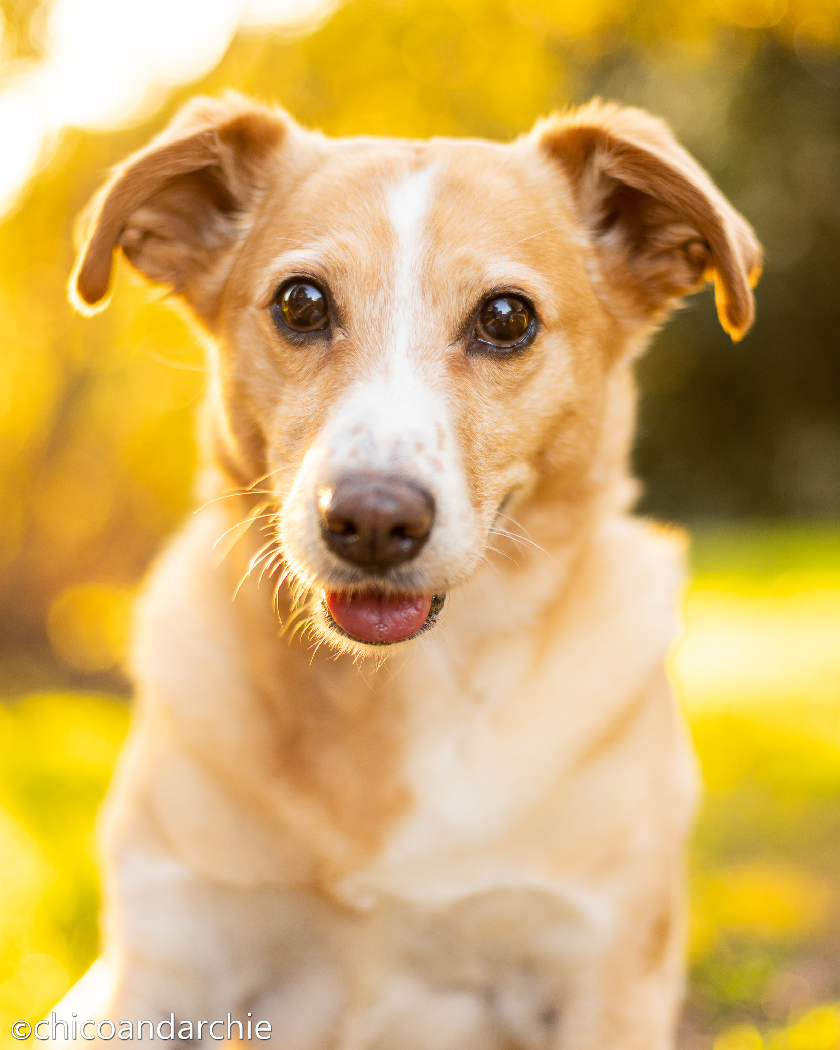 Archie