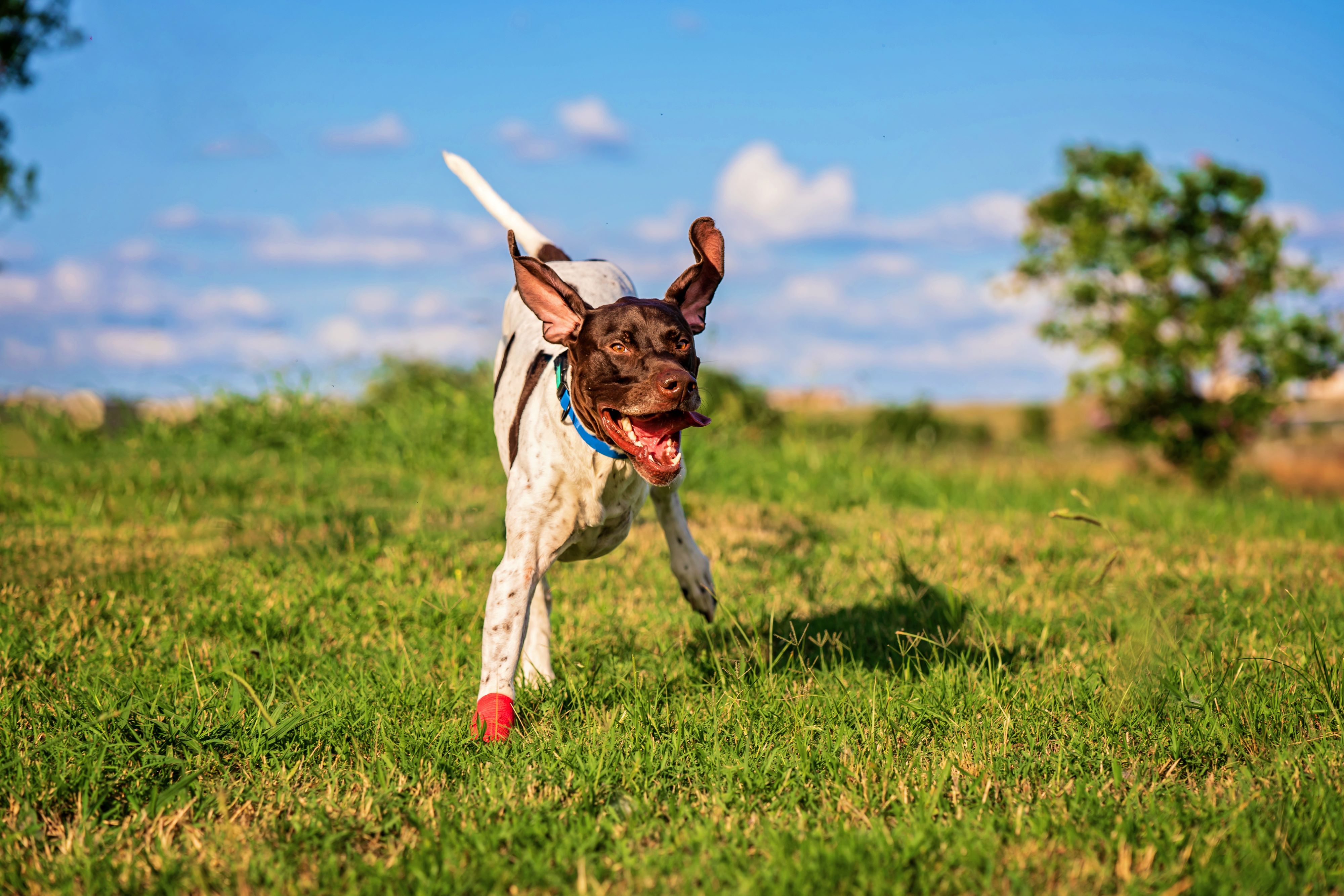 Charlie Pickle Pepper Peterman