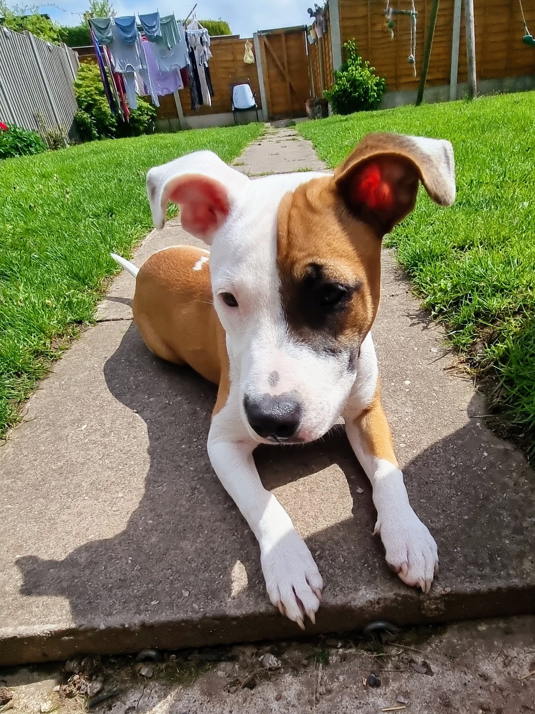 Jessie