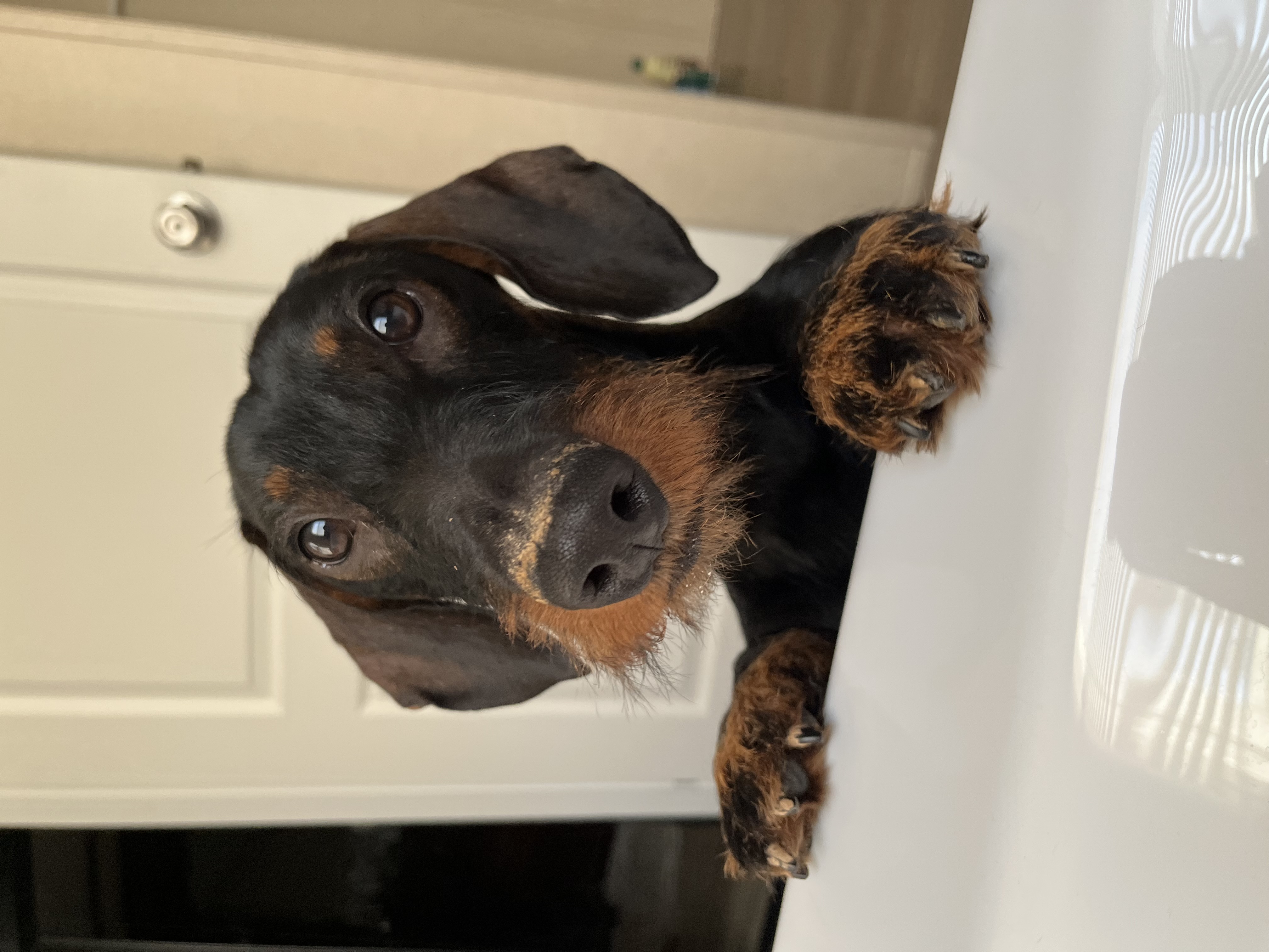 Lilli, Piper, Bowden, Mae and River