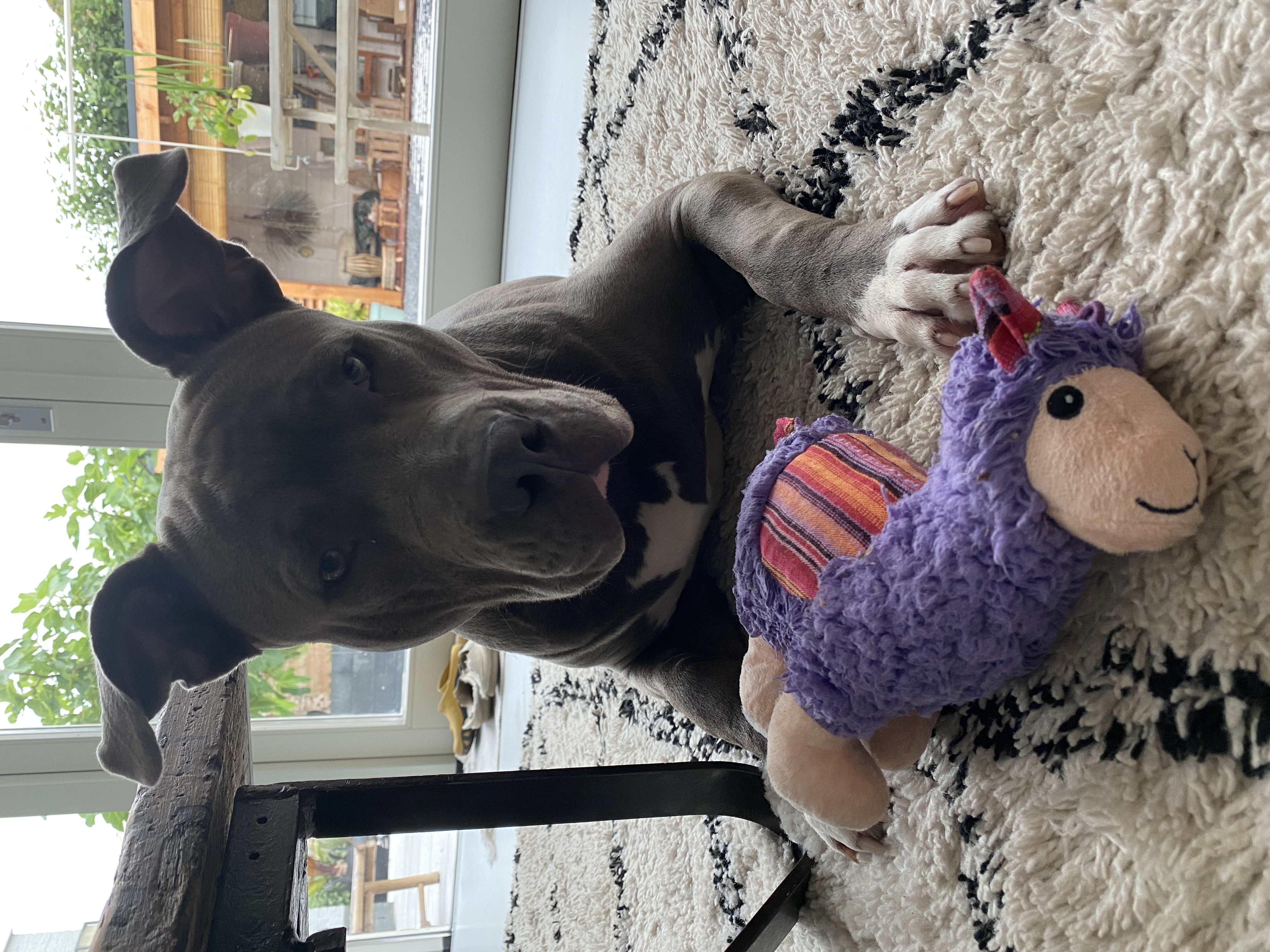 Chico