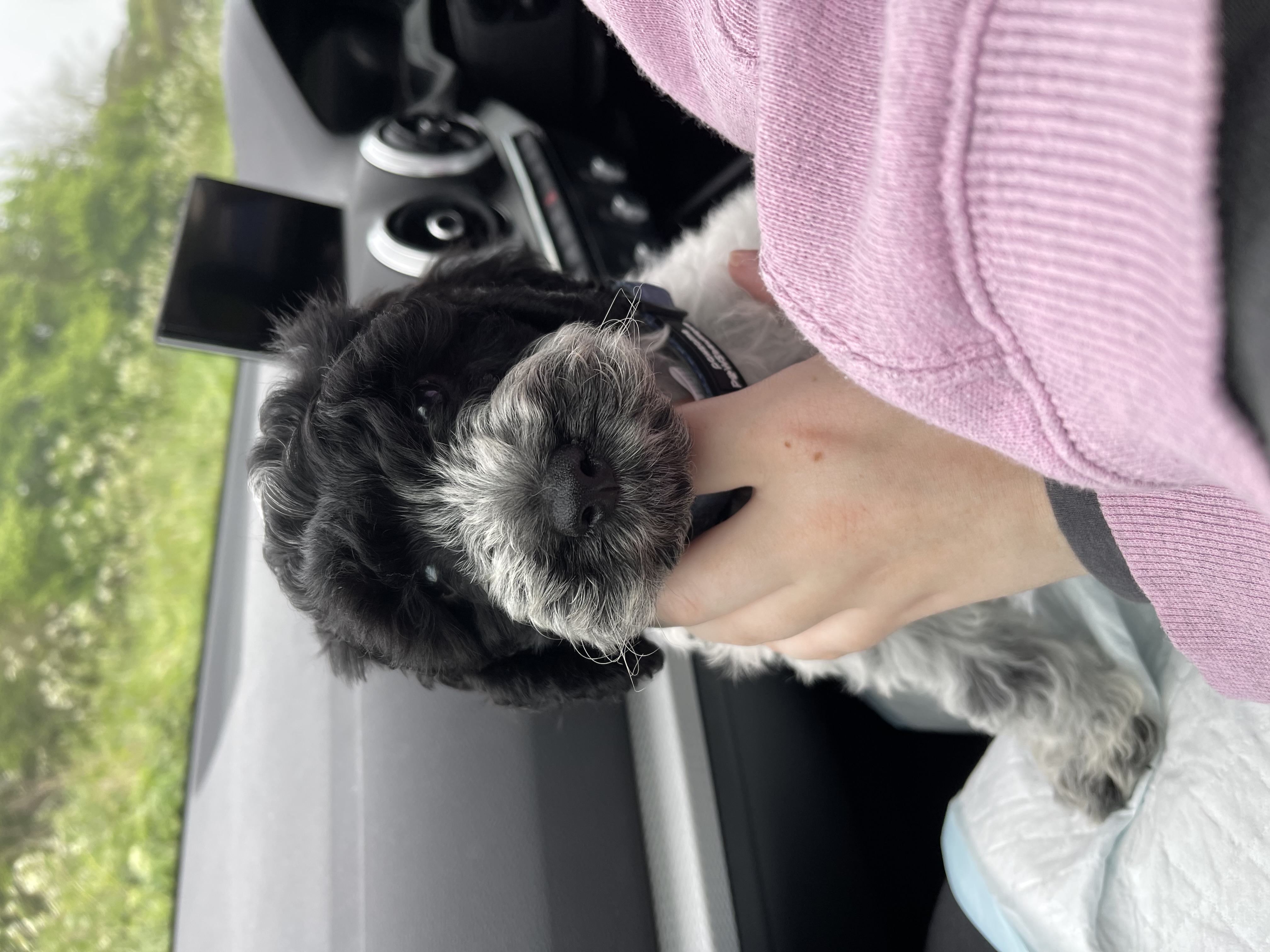 Otto