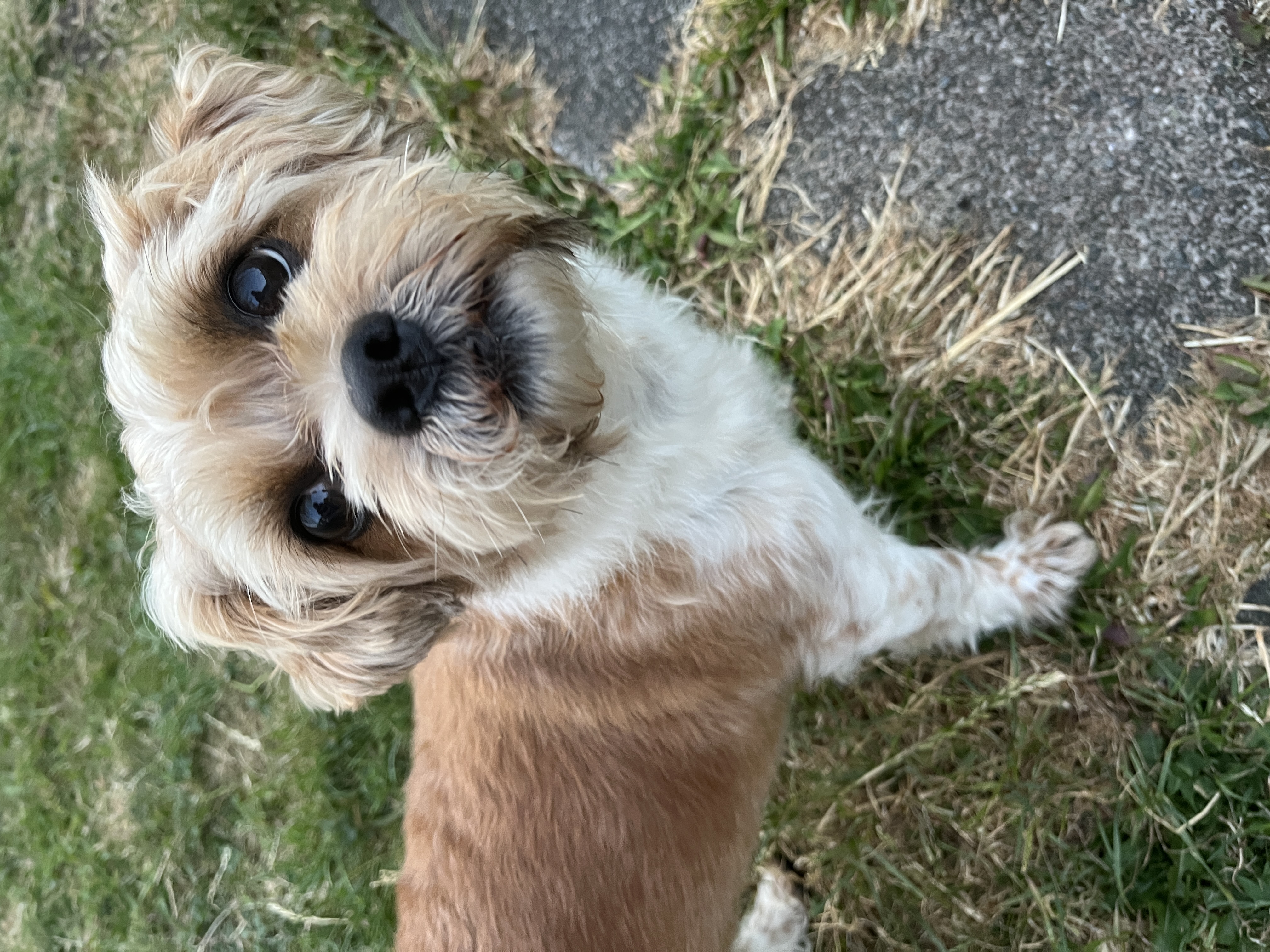 Toby