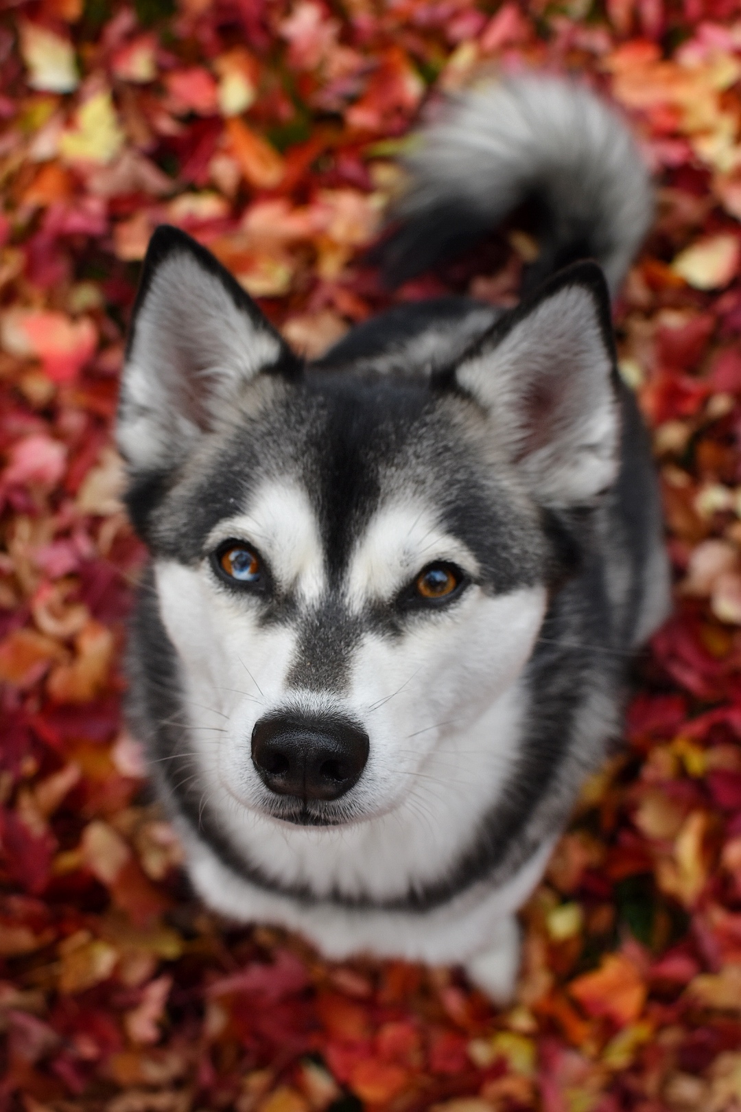 Kai