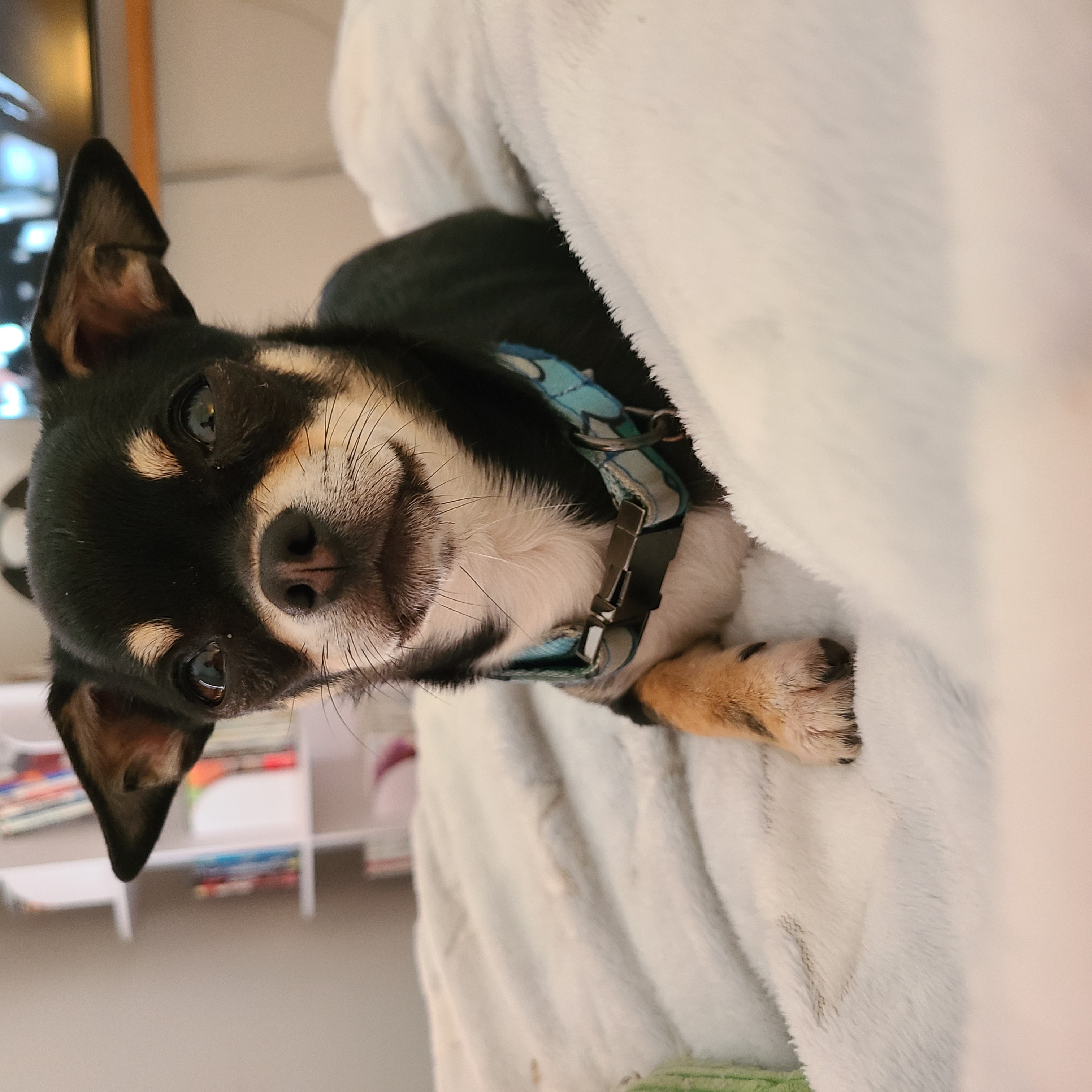 Dobby