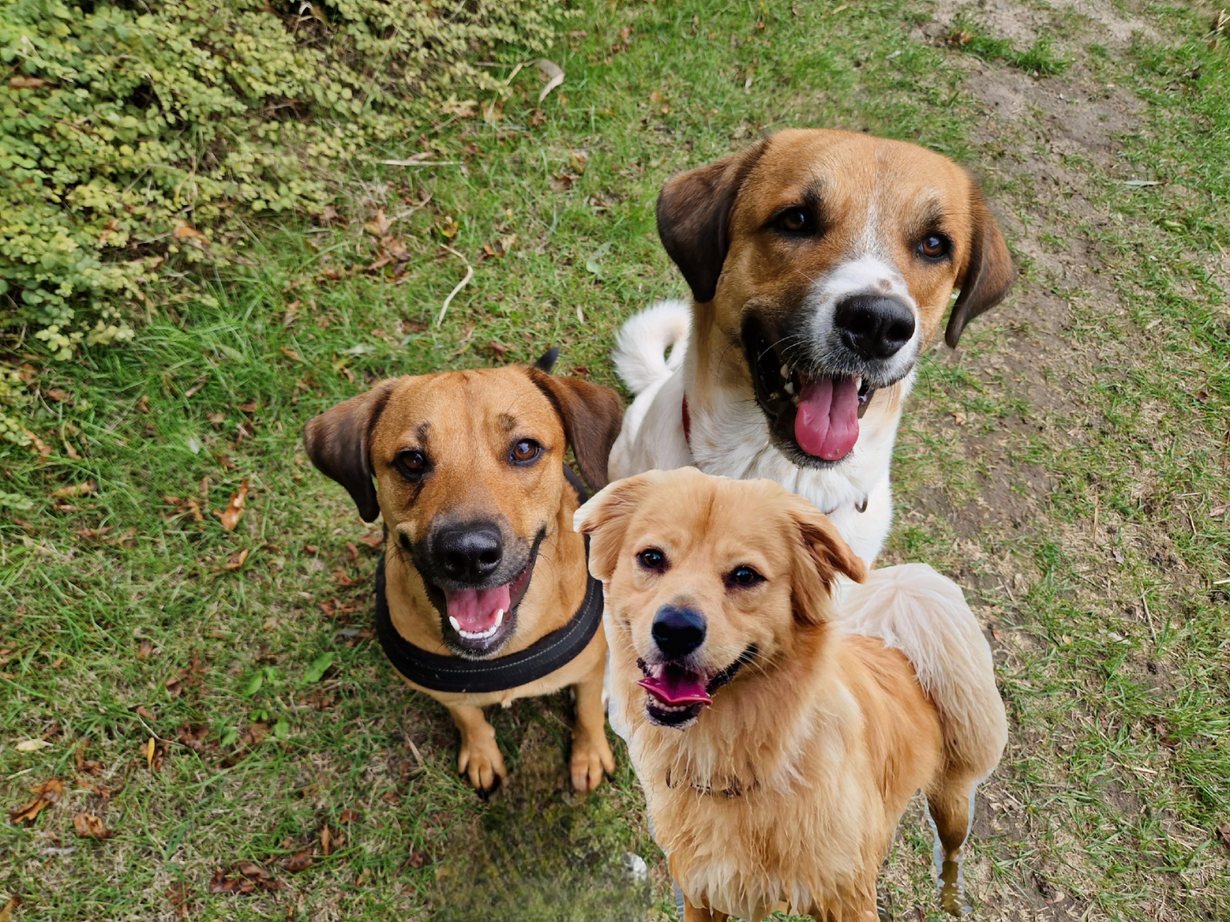 Nacho, Whiskey and Brandy