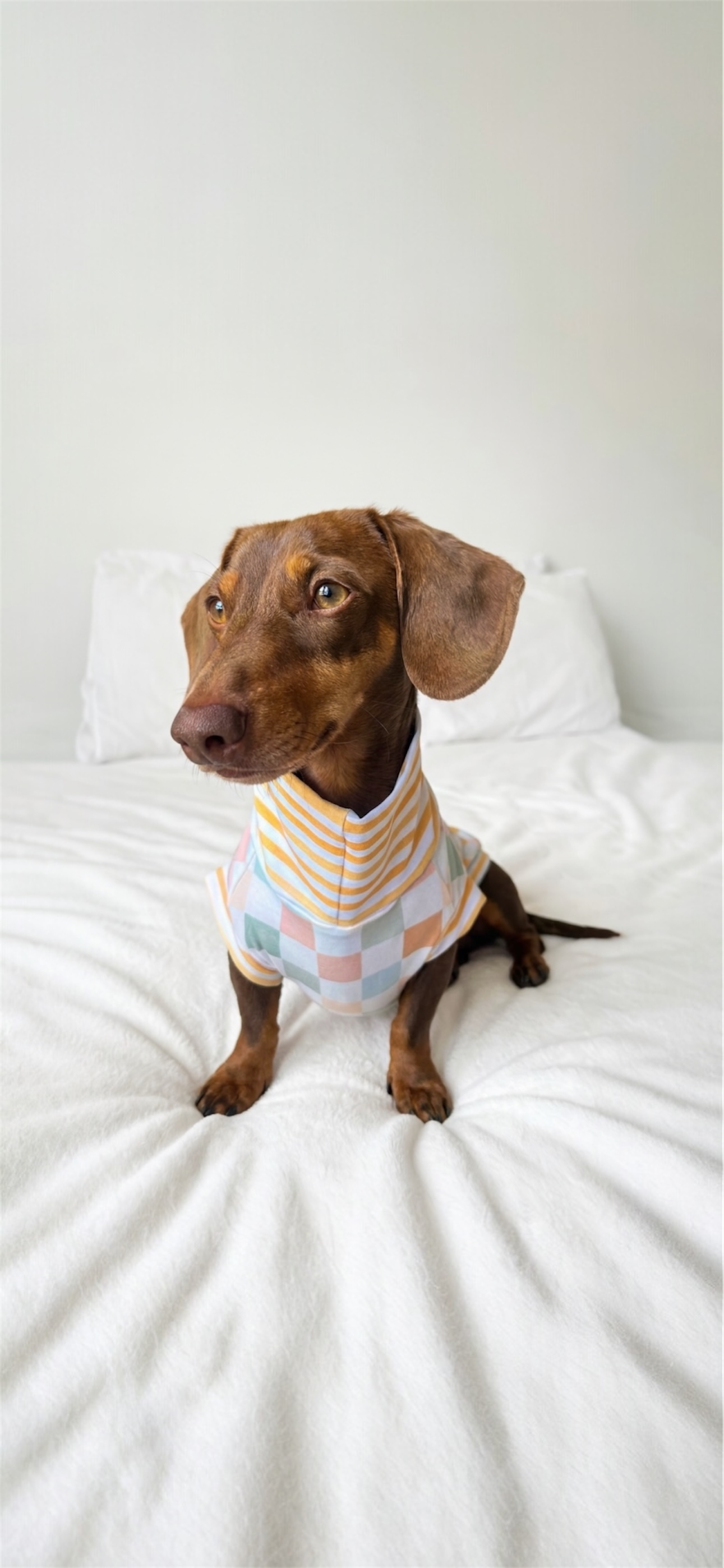 Frankie