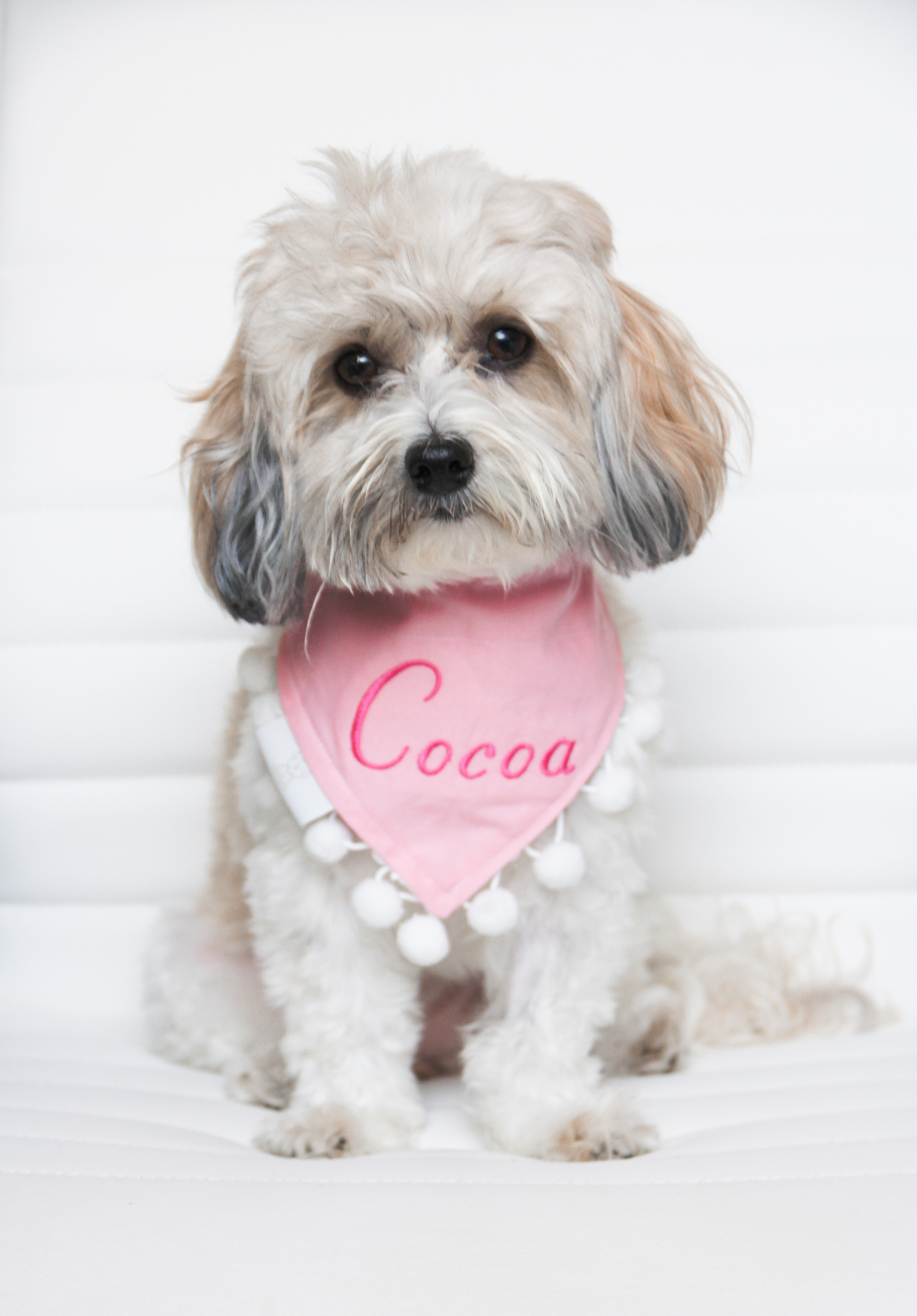 Cocoa