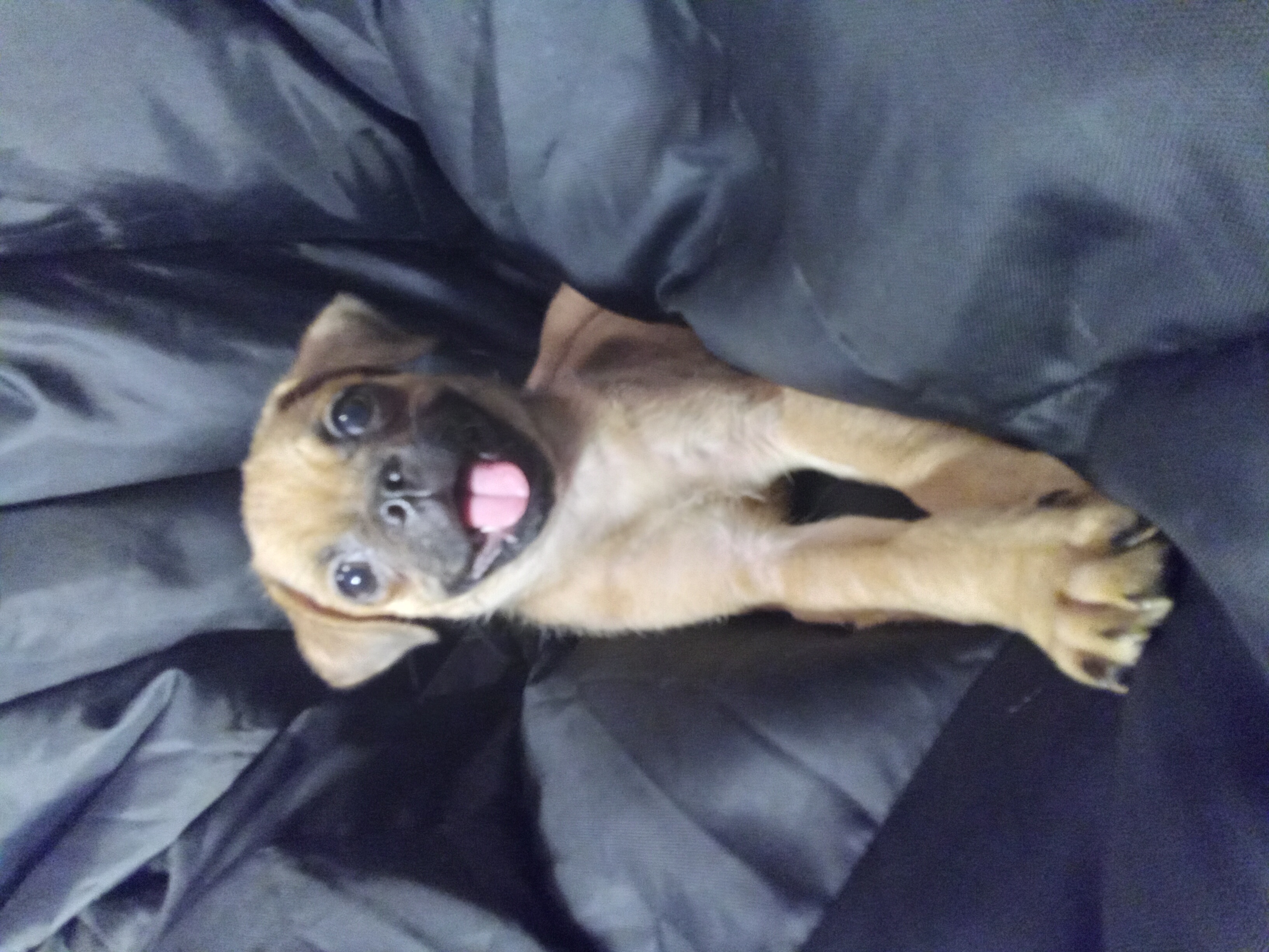 rockey