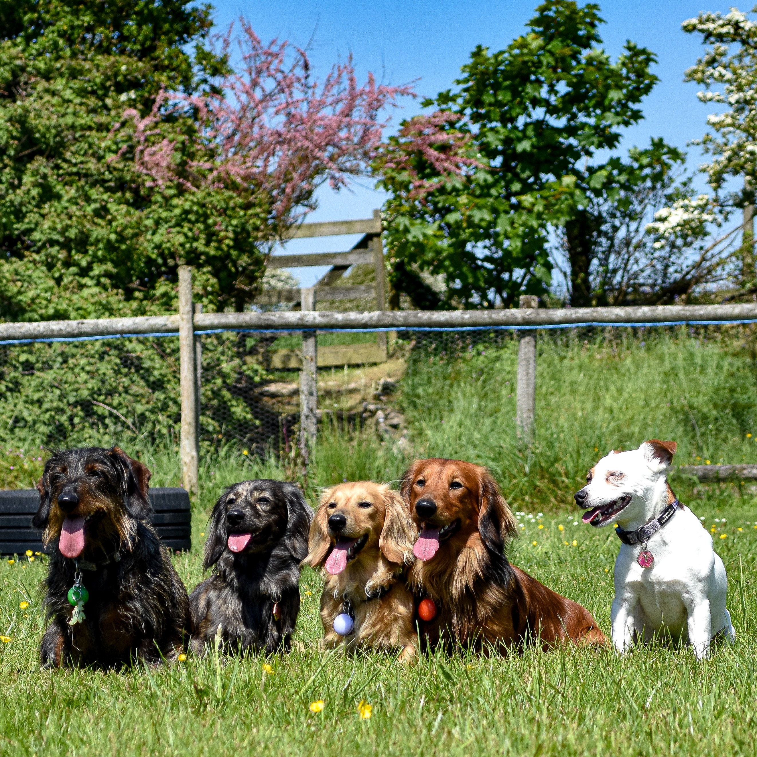 Milo, penny, raya, Hiccup, nala