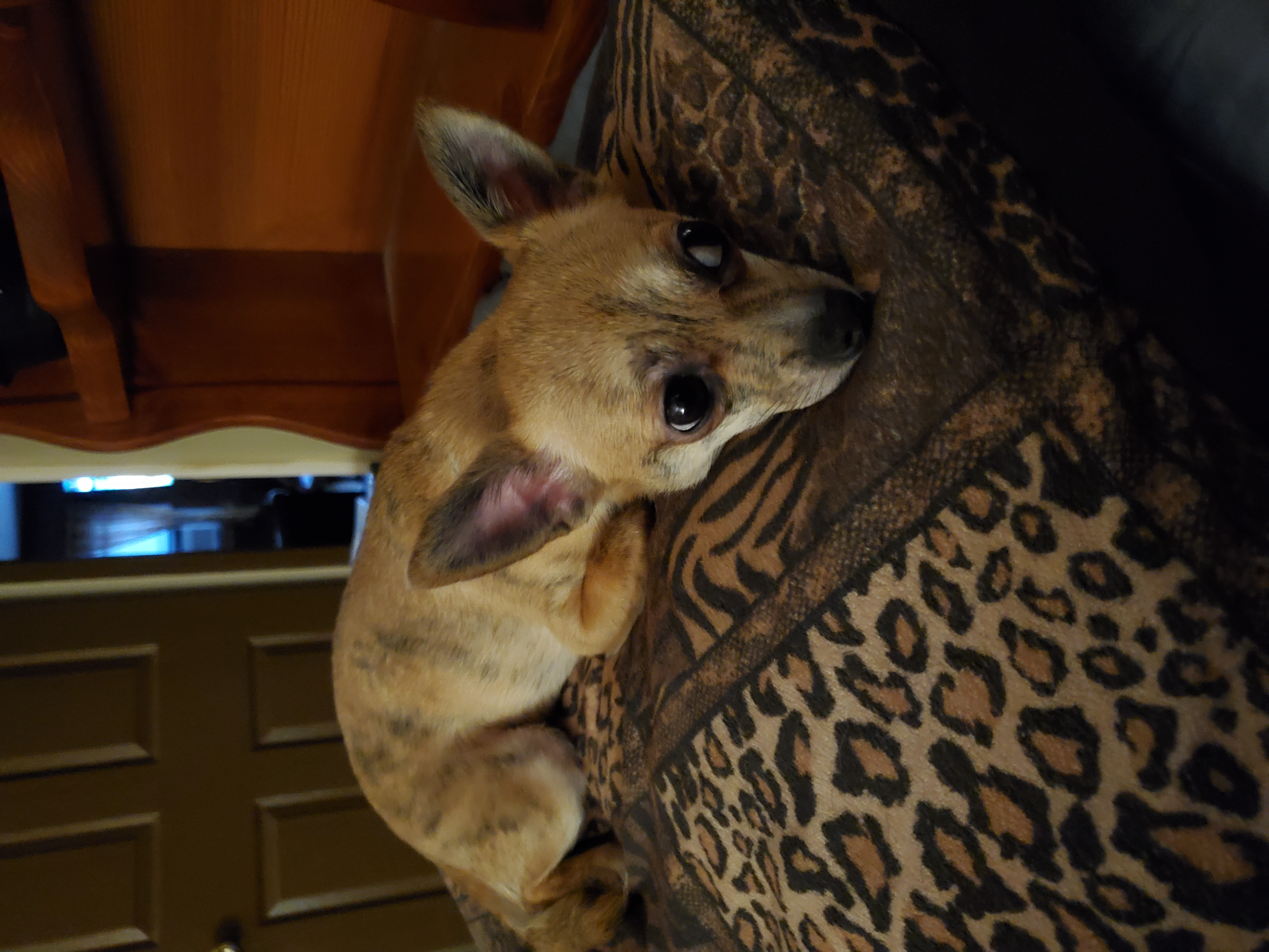 Foxy