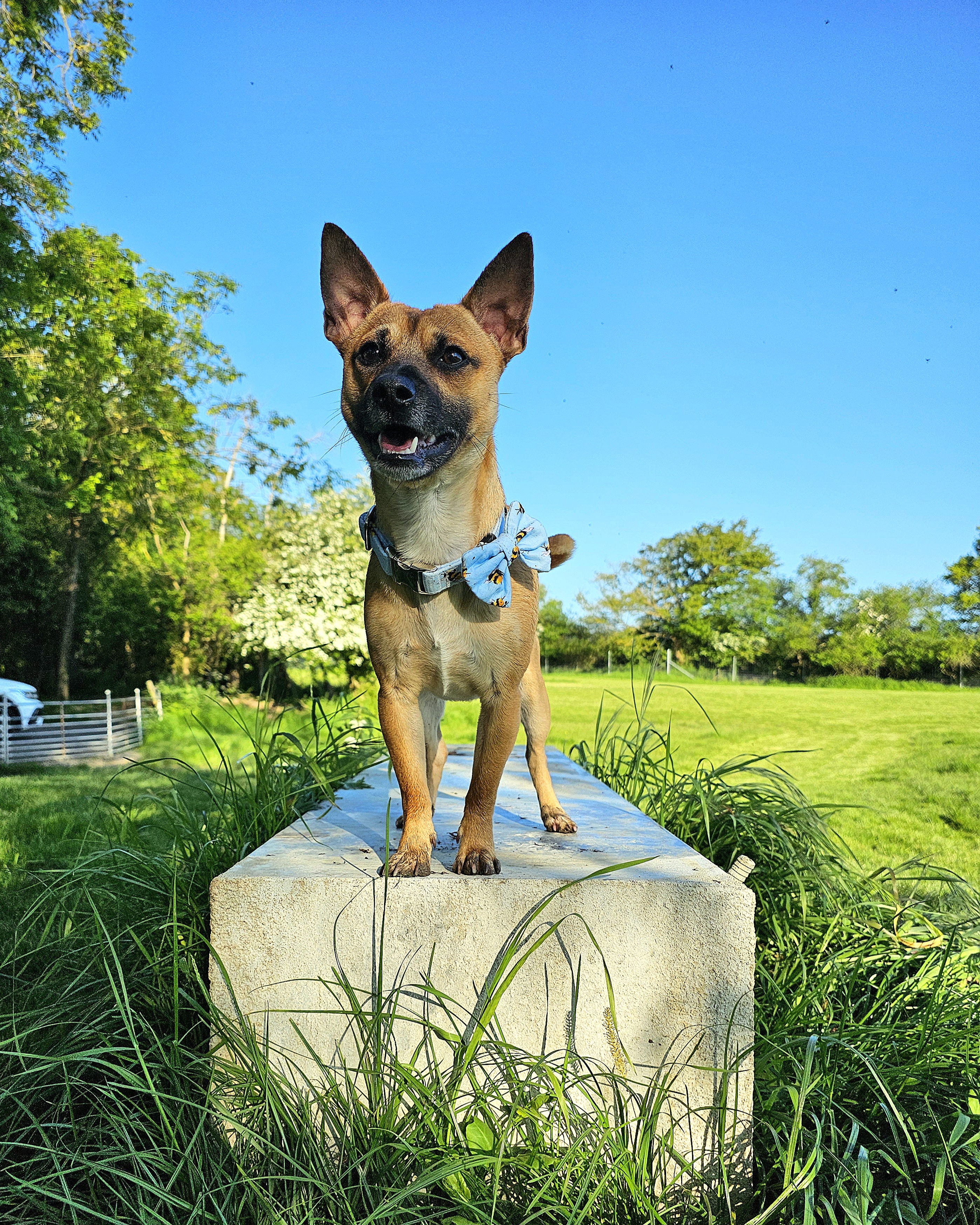 Jax