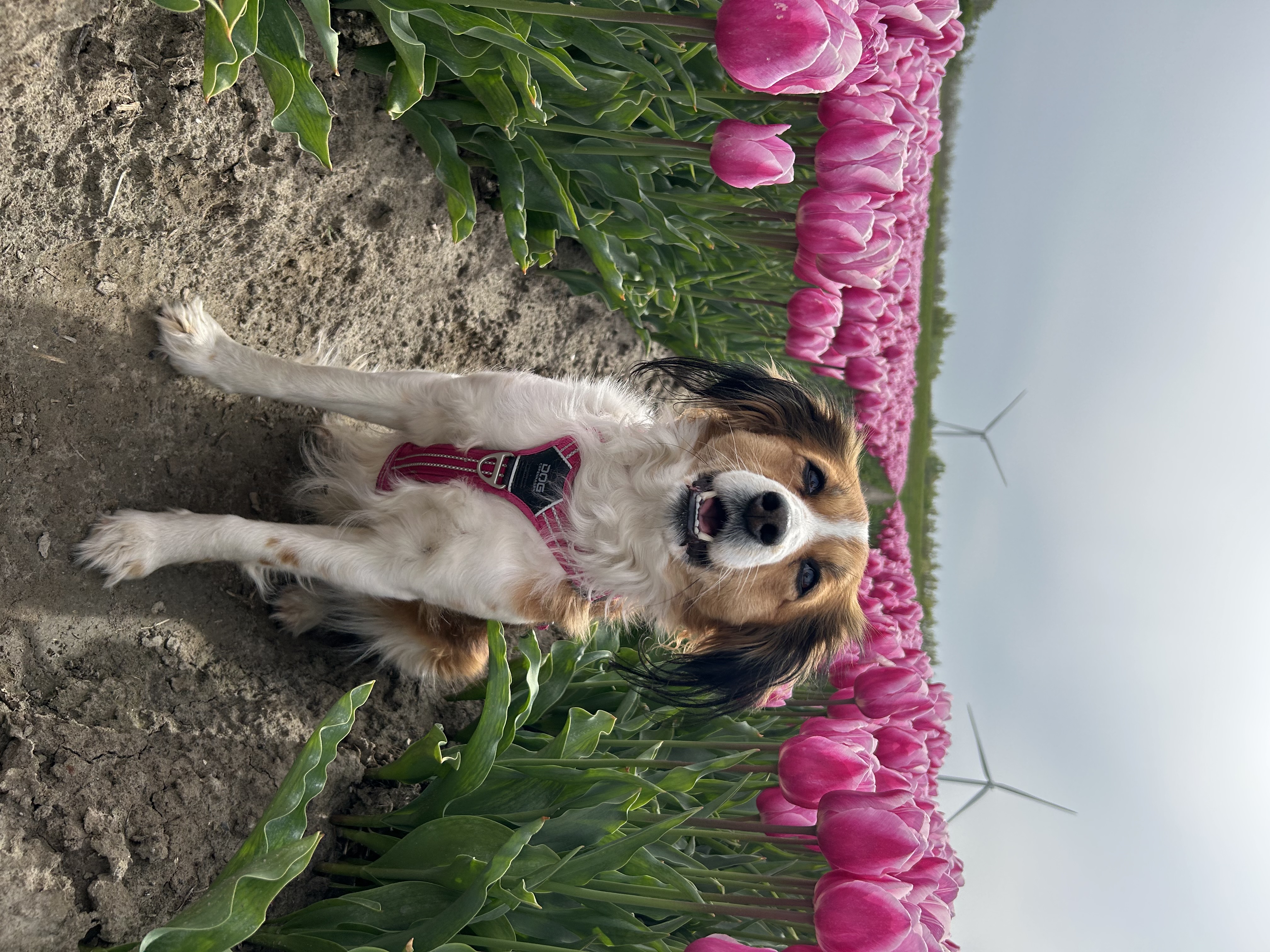 Heidi
