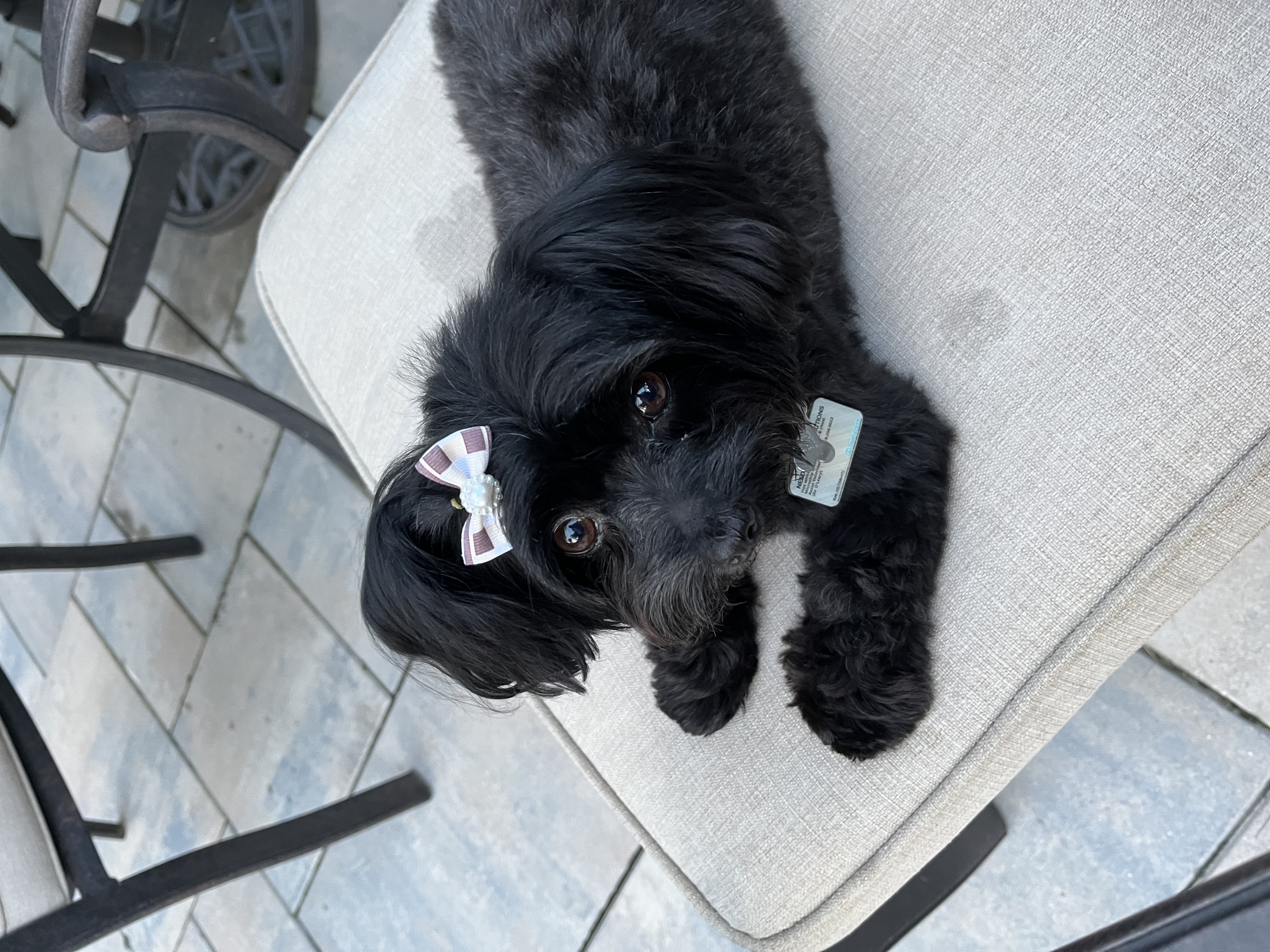 Phoebe
