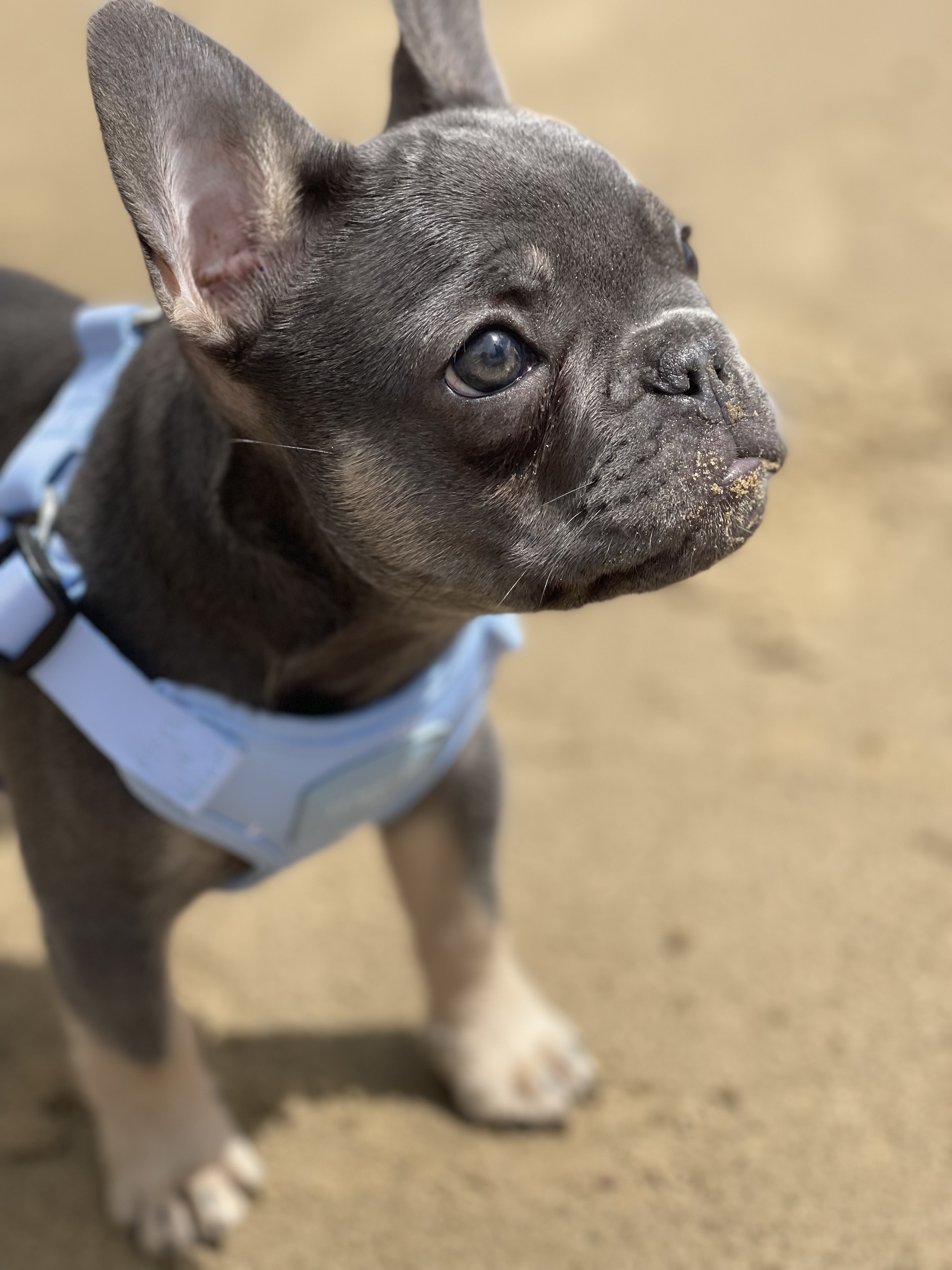 Echo