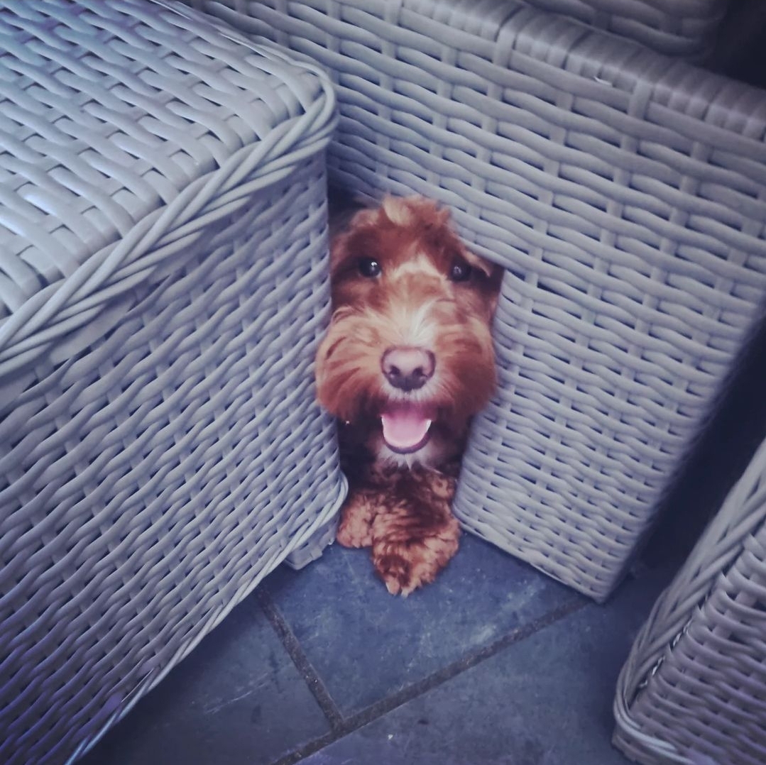 Walter