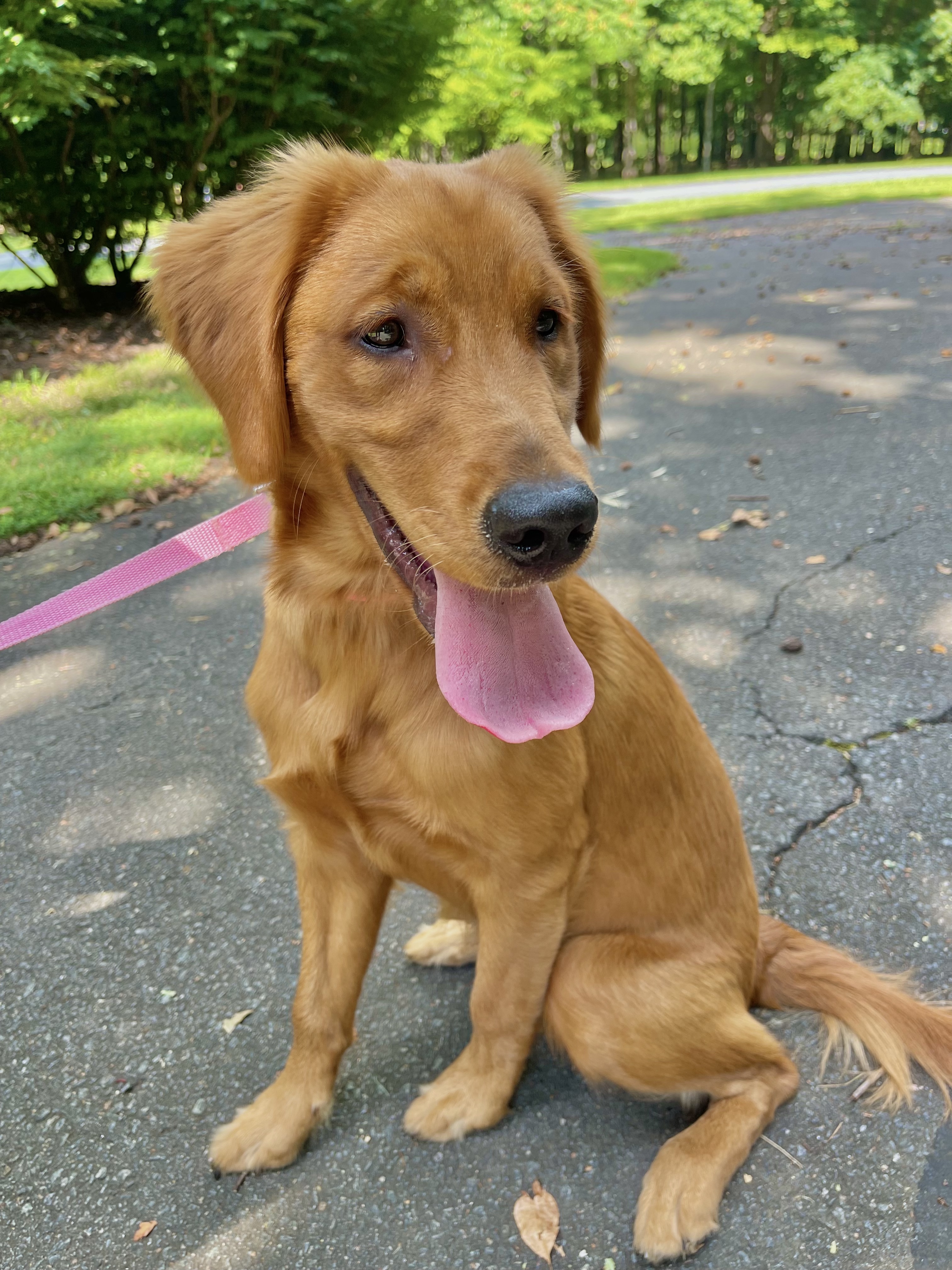 Stella