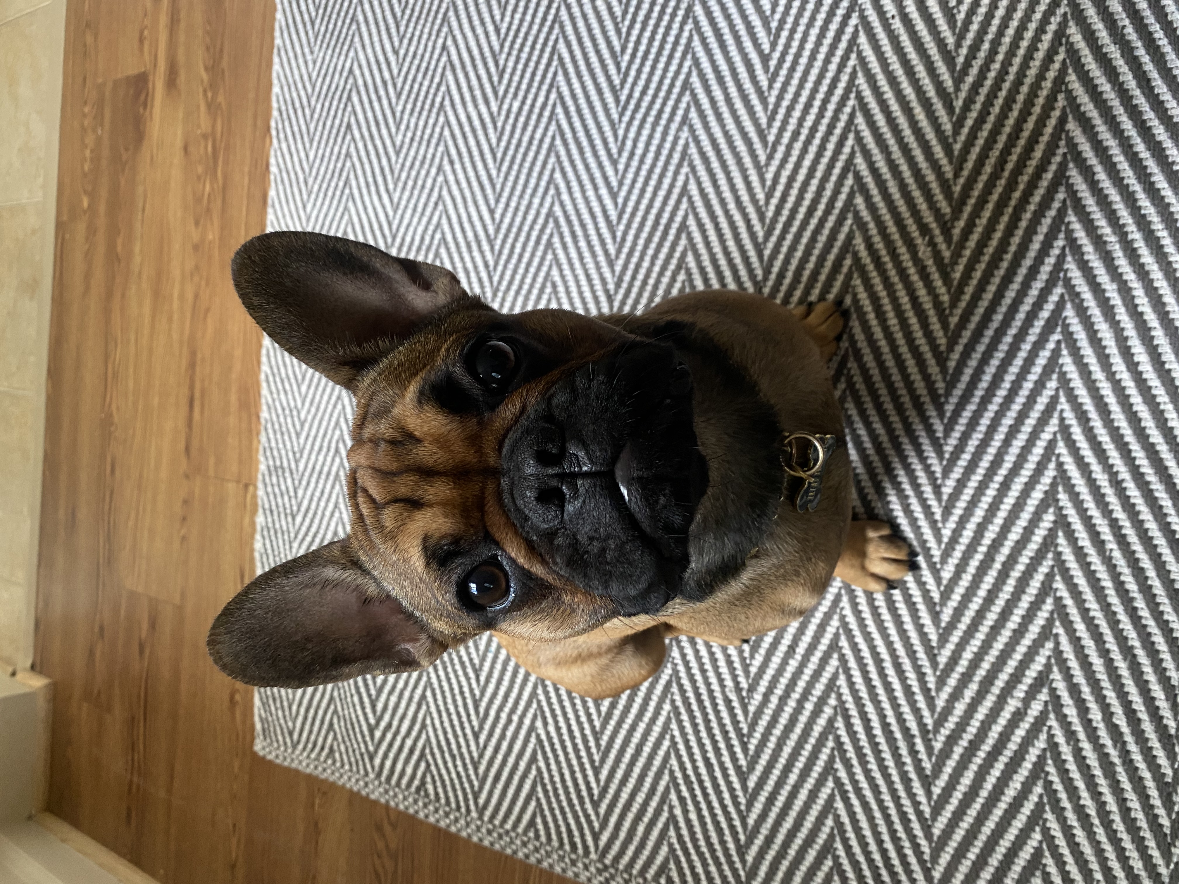 Otis