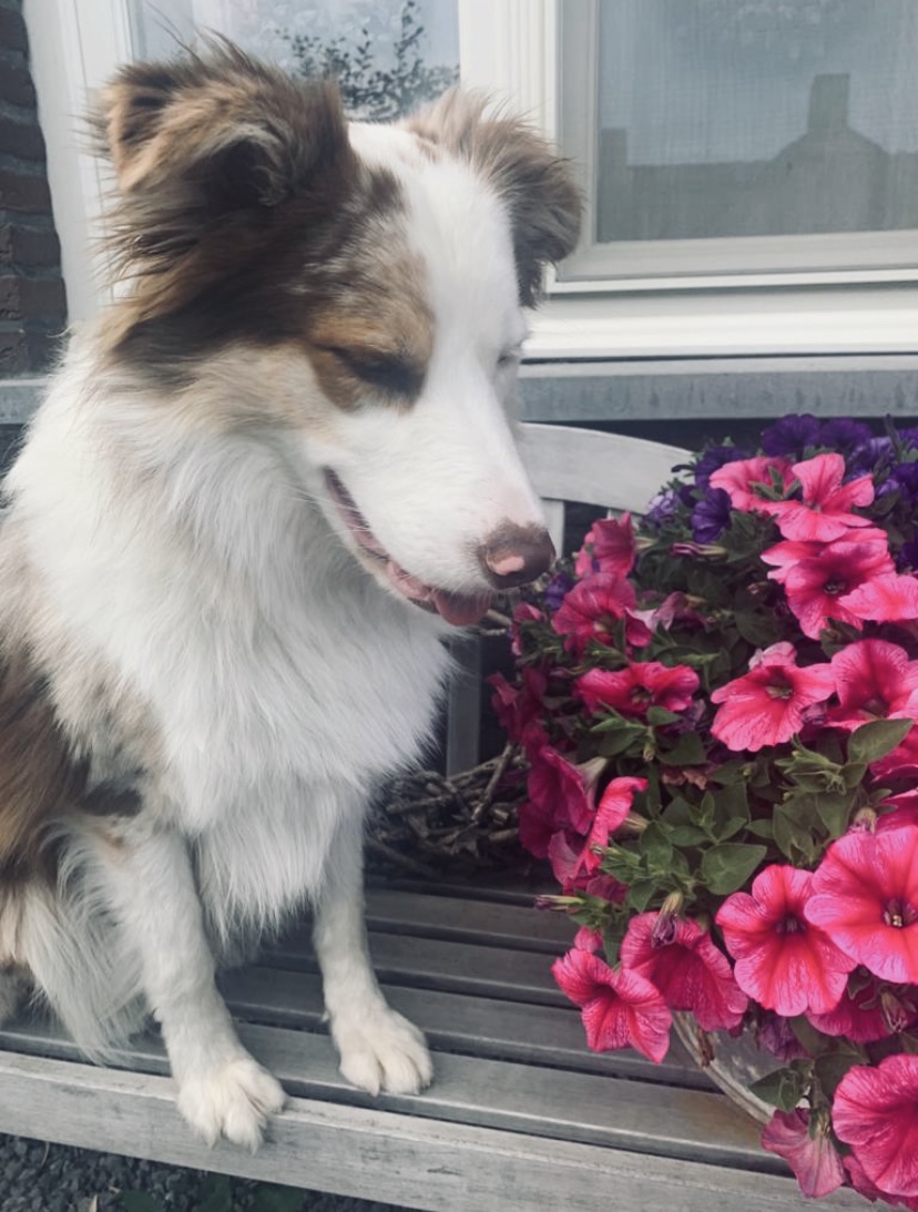 Cooper