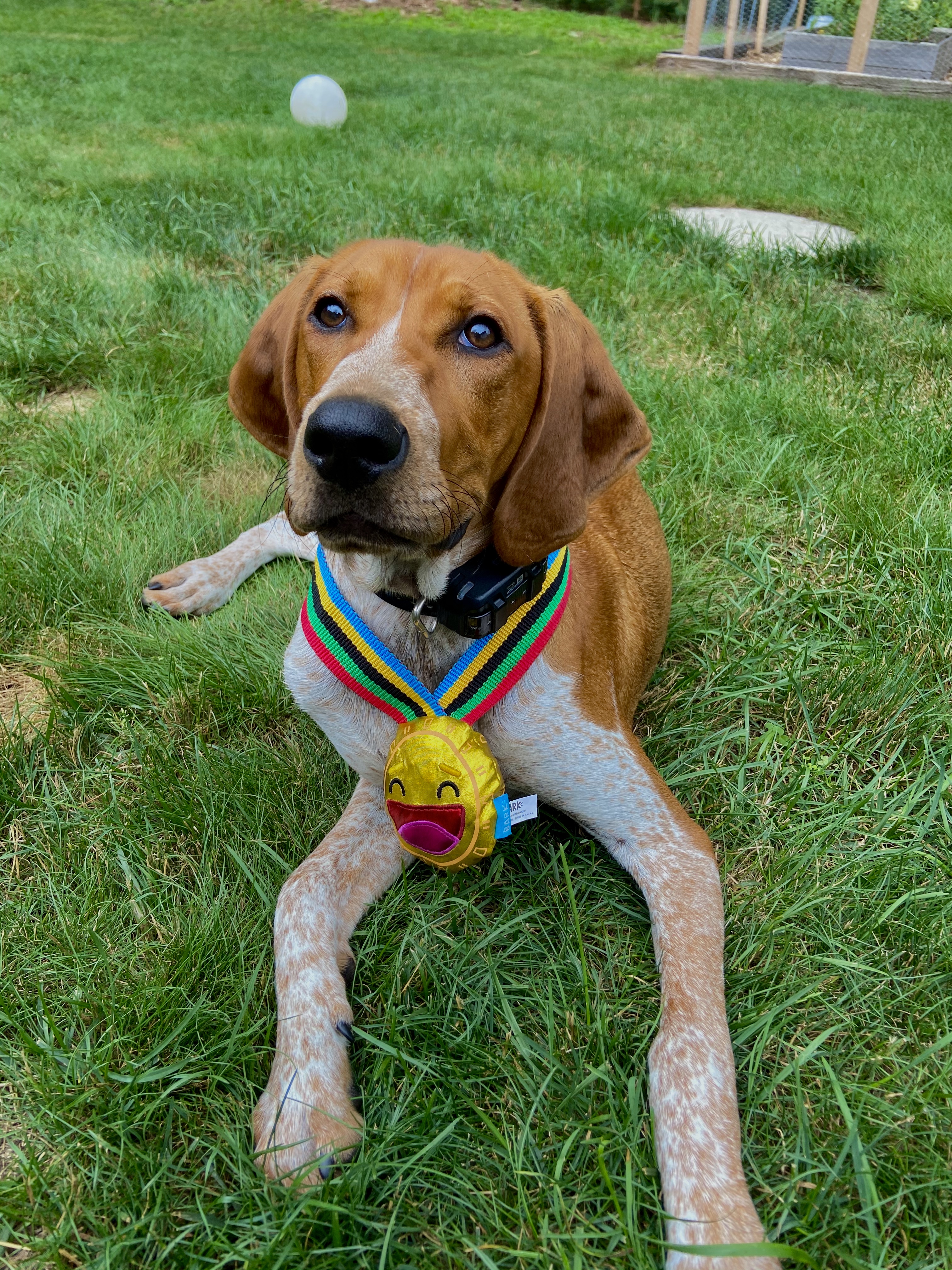 Gio