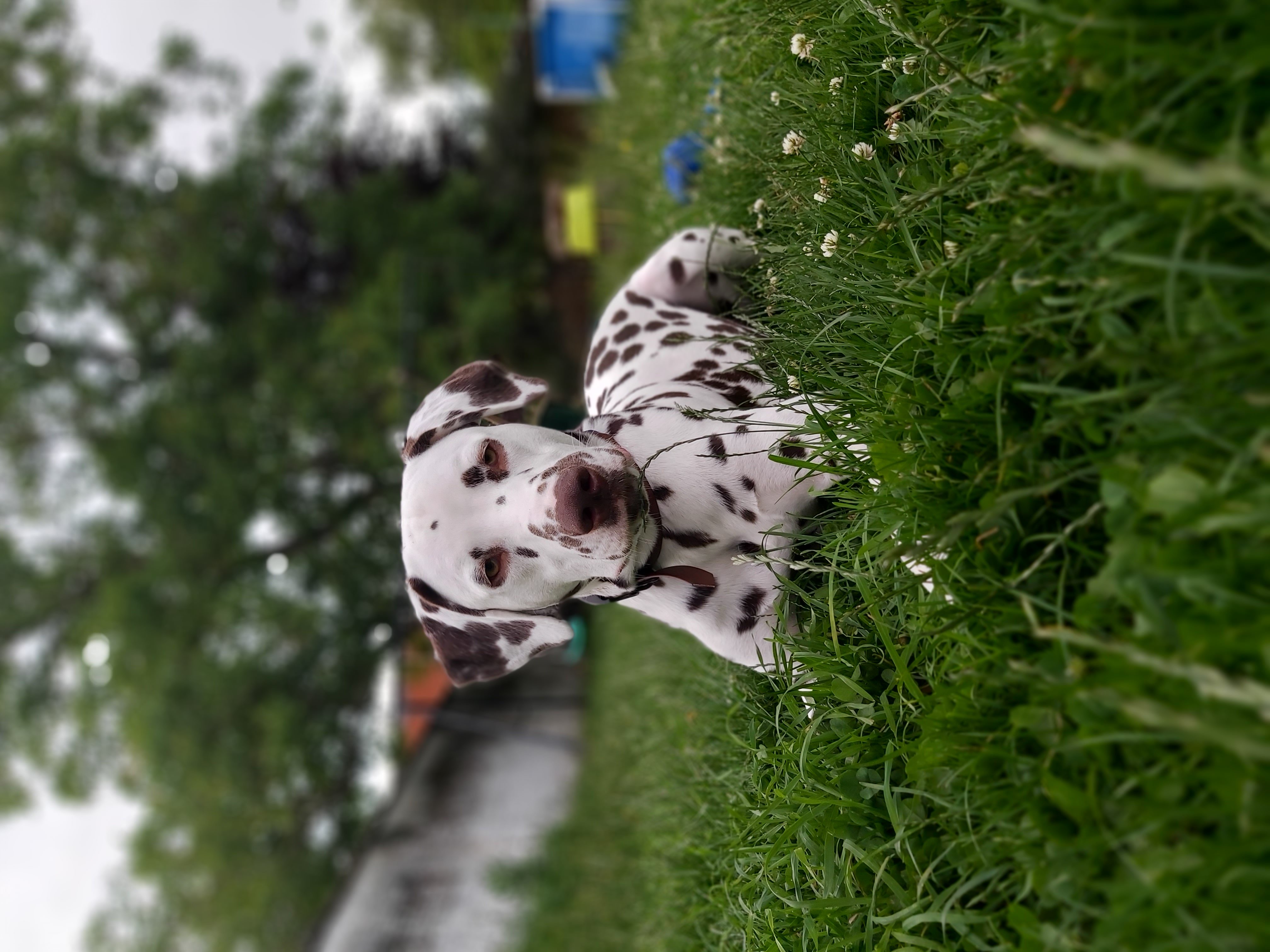 Toby
