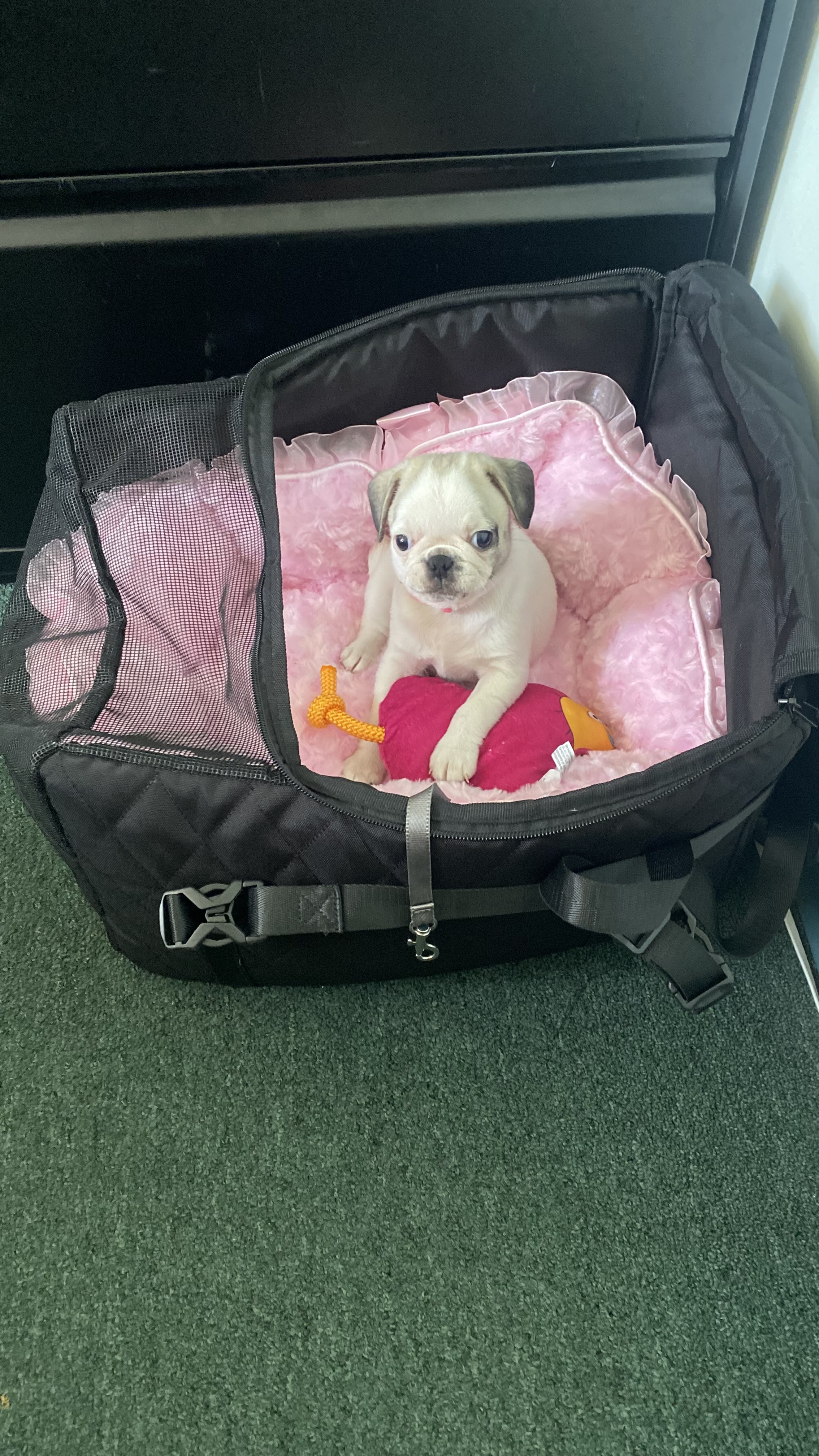 Penelope