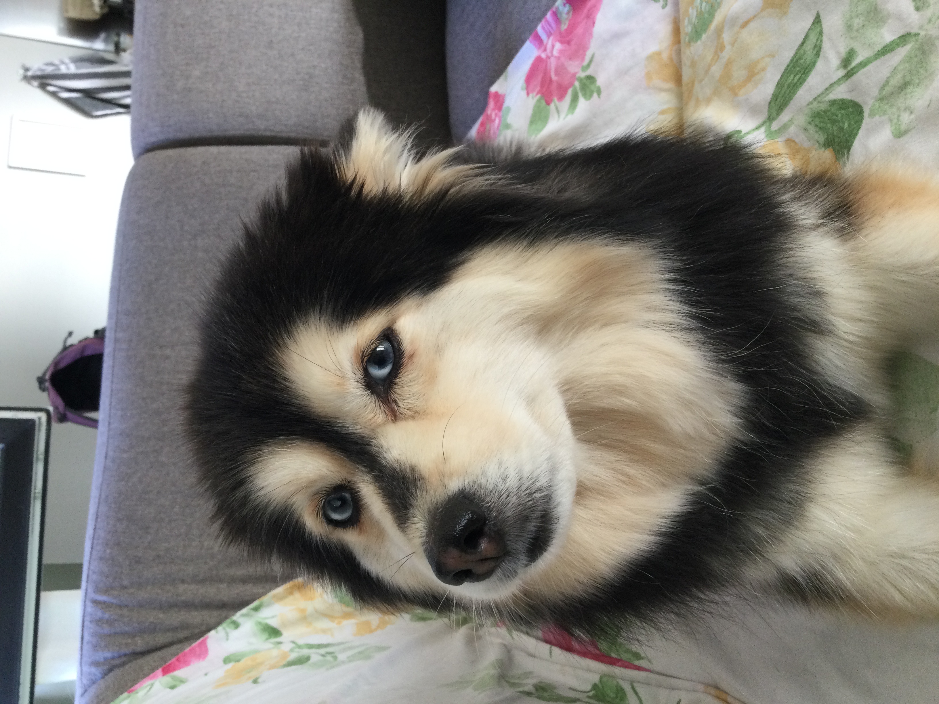 Myla
