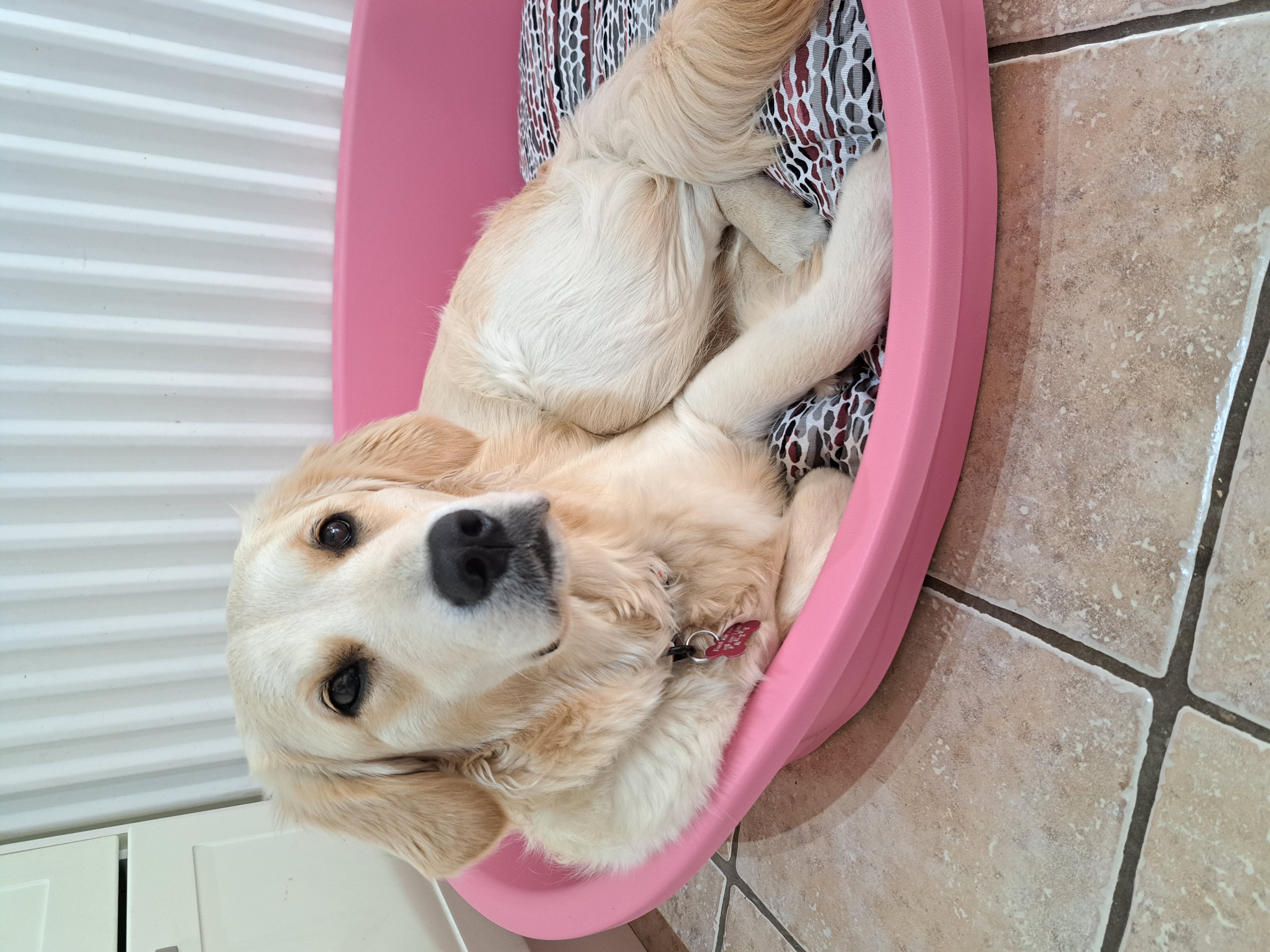 Dolly