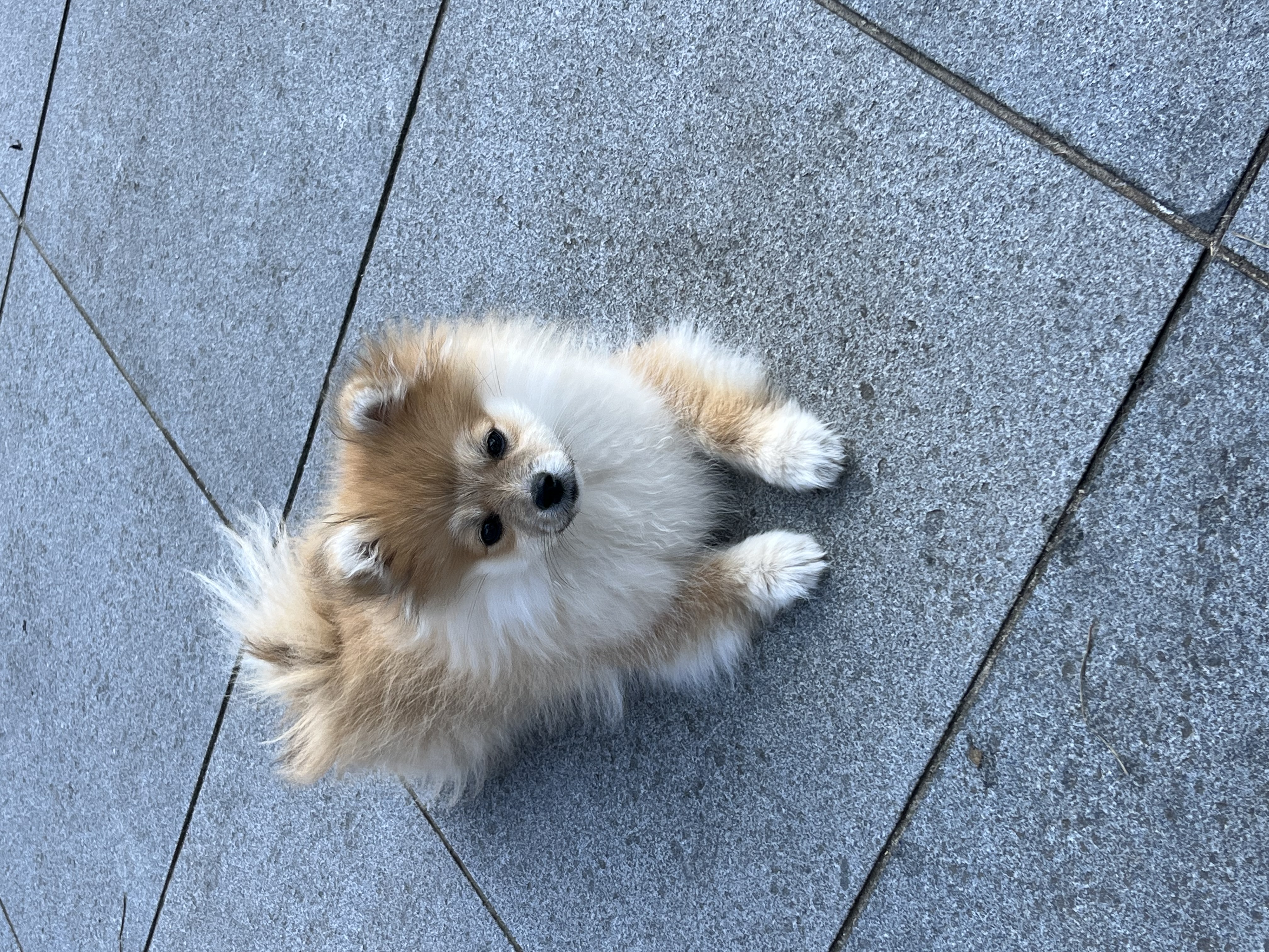 Bella
