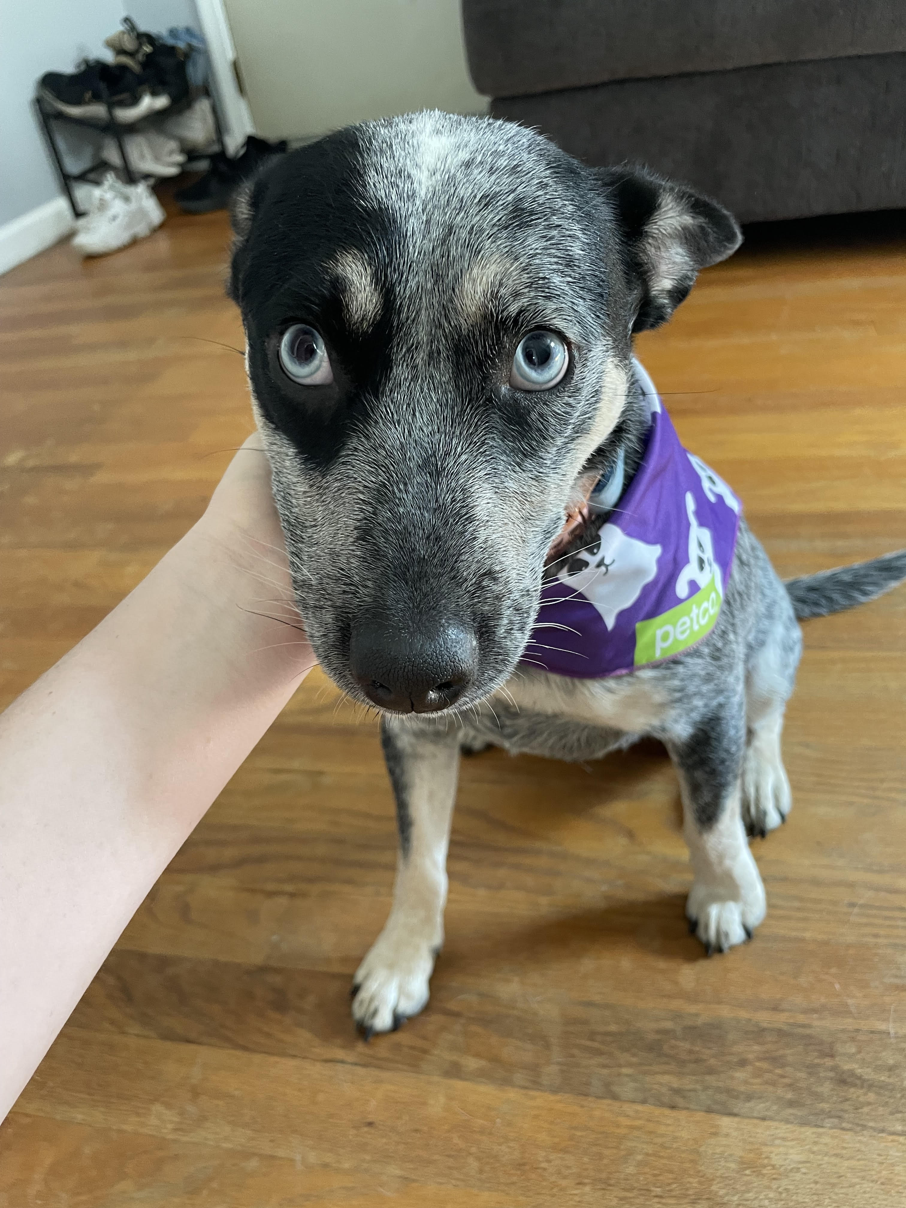Piper