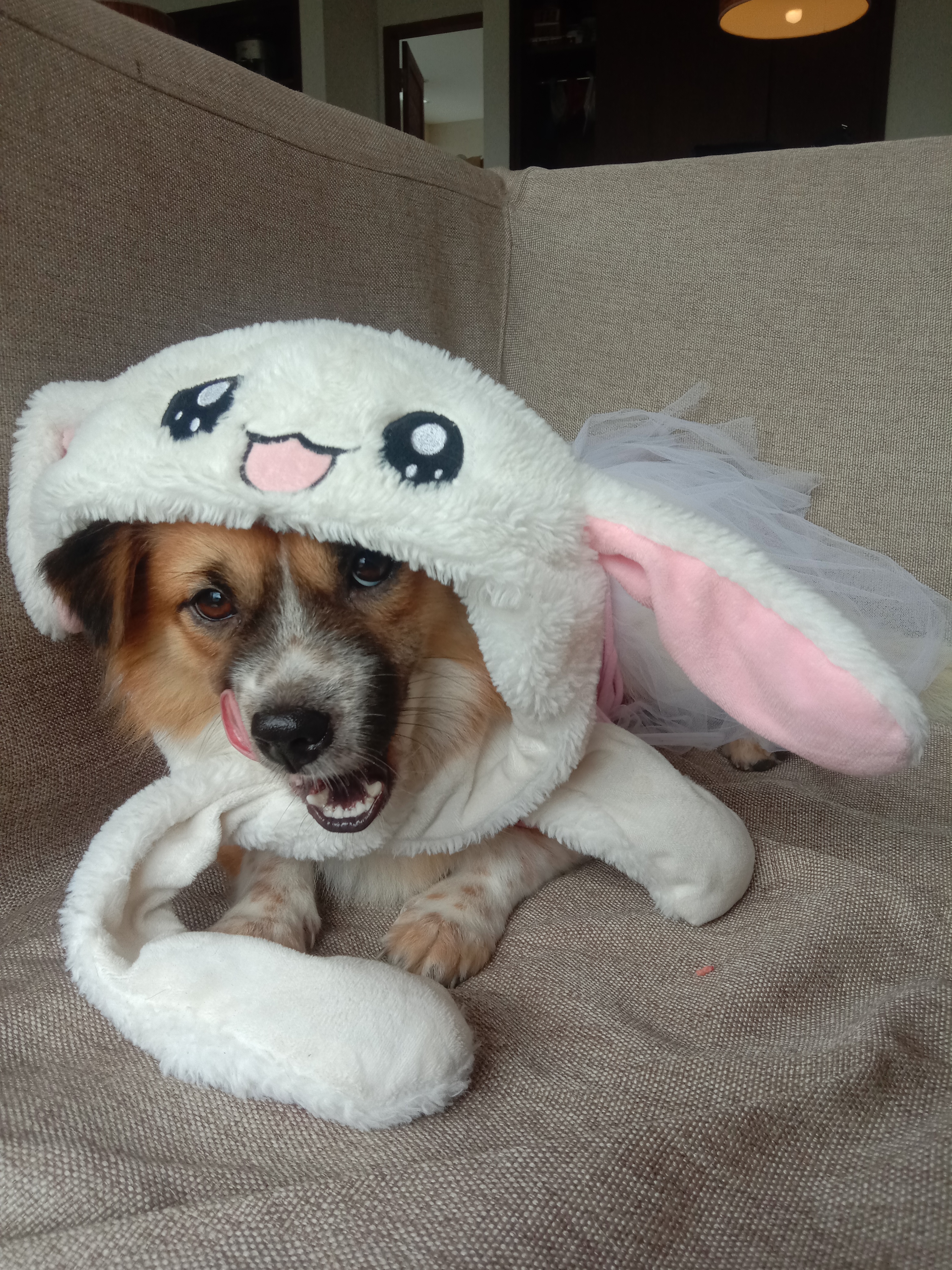Chibie