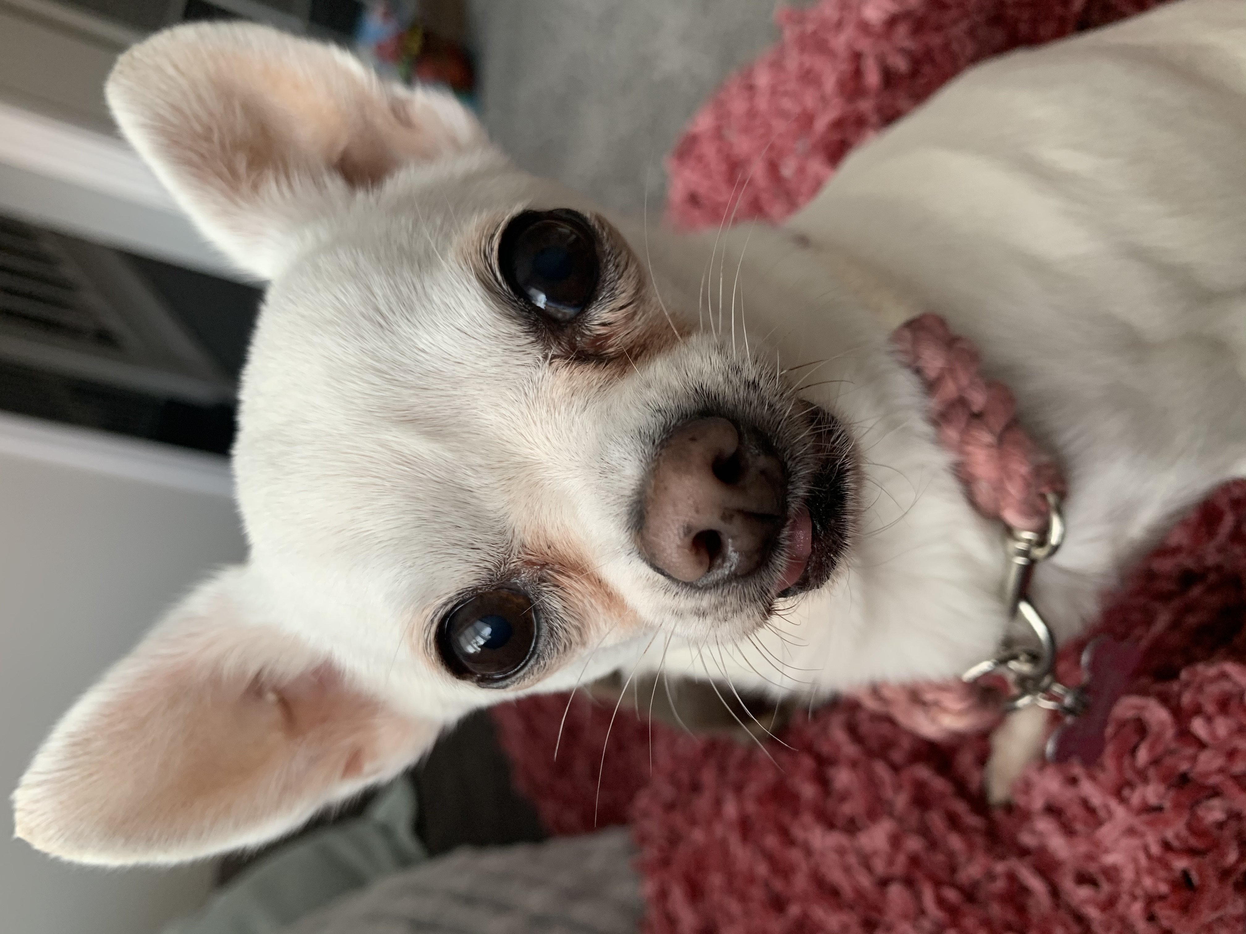 Rosie