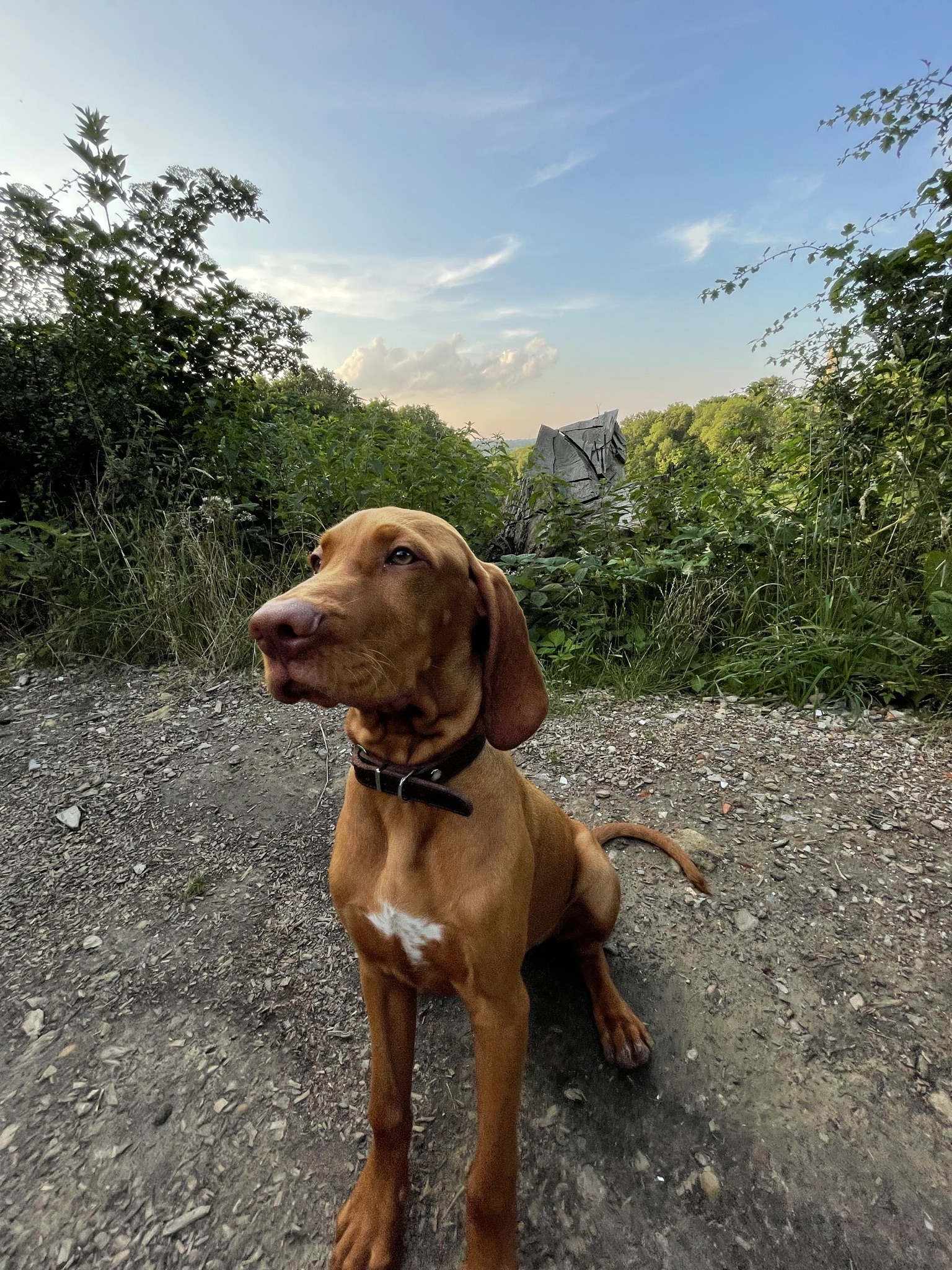 Cooper